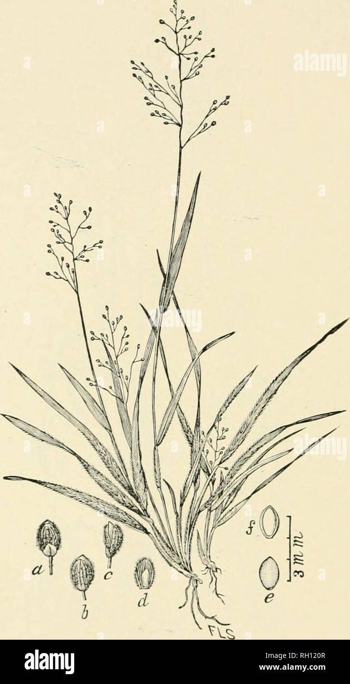 . Bulletin. Gramineae -- United States; Forage plants -- United States. 82. Fig. 378. Panicum laxiflorum Lam. Encycl. 4 : 748. 1797.— A slender, densely tufted iiereiuiial about 3 dm. liigli, with rather long, pale-green, soft leaves and loosely fow-Howered panicles 4 to 0 cm. lonj;;. Sheaths papillate-pilose with spreading or deflexed liairs. ypikelets (a, h, c) ovate-elliptical, ohtuse, about 2 mm. long. Second and third glumes pubescent.—Dry or moist, open woodlands, A'iiginia to I'lorida and westward to Tennessee and Louisiana. March-October.. Please note that these images are extracted fr Stock Photo