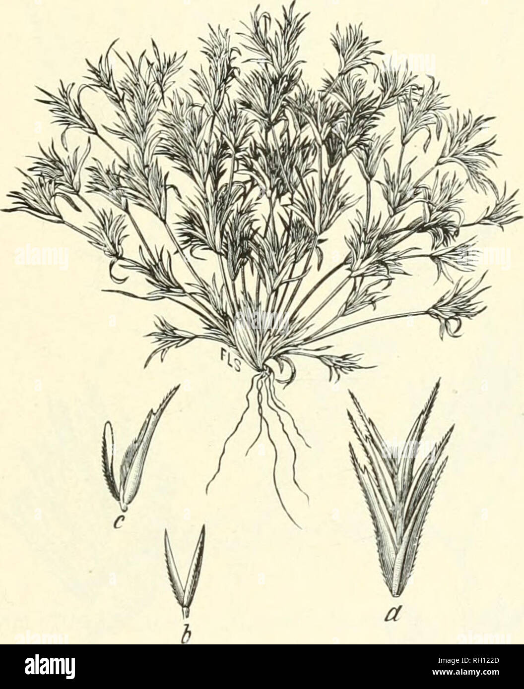 . Bulletin. Gramineae -- United States; Forage plants -- United States. 245. Fig. 227. Munroa squarrosa (Nutt.) Torr. False Buffalo- grass.—A low, diffusely mucb-branclied annual, with crowded and sharply pointed, rigid leaves 0.5 to 2.5 cm. long.—Prairies and dry plains, South Dakota to Texas, west to Alberta, Montana, Colorado, and Arizona. June-October.. Please note that these images are extracted from scanned page images that may have been digitally enhanced for readability - coloration and appearance of these illustrations may not perfectly resemble the original work.. United States. Divi Stock Photo