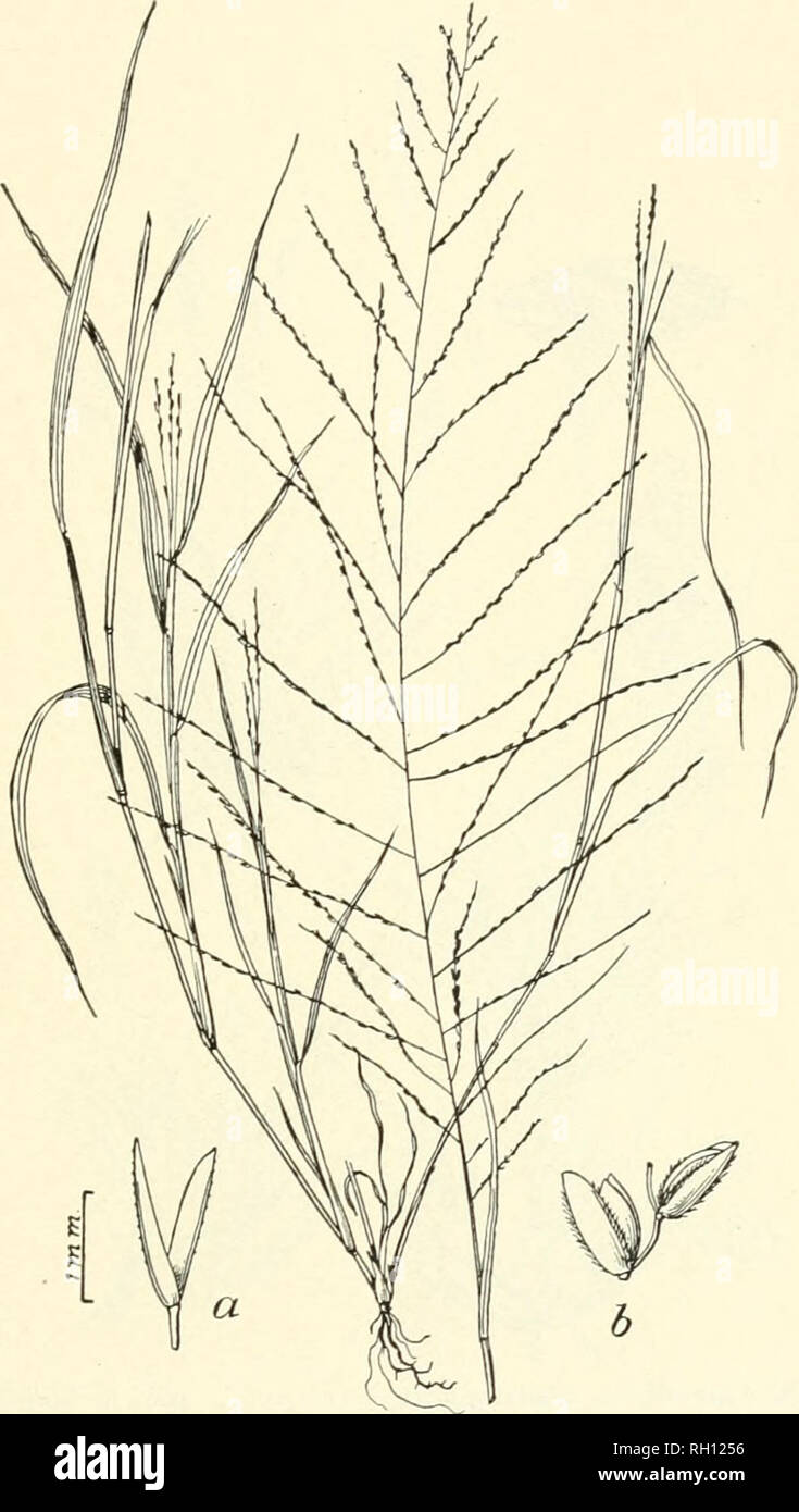 . Bulletin. Gramineae -- United States; Forage plants -- United States. 237. Fig. 219. Leptochloa mucronata (Michx.) Kunth. Feather- GHASS.—A more or less branching annual 6 to 12 dm. high, with rather broad, flat leaves and long terminal panicles of many Blender spikes.—A weed in cultivated and waste groands, Virginia, Illinois, Missouri, Tennessee, Alabama, Texas, Indian Territory, Arizona, and California. [Northern Mexico and Cuba.] June- October.. Please note that these images are extracted from scanned page images that may have been digitally enhanced for readability - coloration and appe Stock Photo