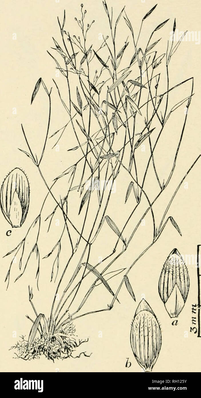 . Bulletin. Gramineae -- United States; Forage plants -- United States. 6G. Fig. 362. Panicum sphagiiicolum Nnsh, Hull. Torr. Bot. Clul), 22 : 422. 1895.âA very slender, asceudiug or recliniuji: pareunia], 4 to 10 dm. liij^li, at first hiiiii)lc, (inally boconiiiij; iimcli braiK^lied, with spreading, smooth leaves 4 to 8 (111. long, and Bmall spread- ing panicles 4 to 5 cm. long. Spikelets (a, h, &lt;â ) 2.5 to 3 mm. long. â with the second uud third glnnies miuutoly i)iilie.socnt, at least near the apex.âLow, boggy places, chielly in thickets an&lt;l stag- nant swamps, Florida. .Iuue-( )ctol) Stock Photo