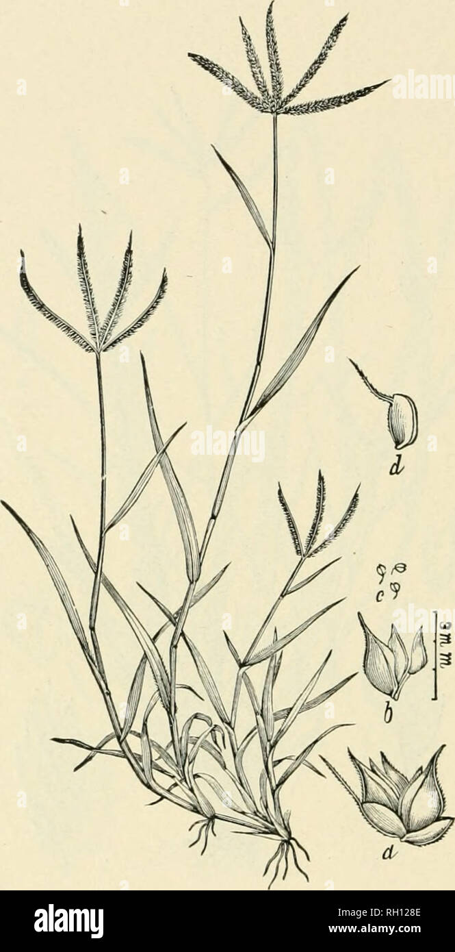 . Bulletin. Gramineae -- United States; Forage plants -- United States. 228. Fig. 210. Dactyloctenium aegyptium (L.) Willd. ,(Cyno8urus miyptlas L.; Dactyloctenium ivgyptiacnm Willd.). Crowfoot- GKASS.—A low, tufted or creepiug grass, with ascending flower- ing stems rarely 3 dm. high, and three to five digitate spikes 2 to 5 cm. long.—Waste or cultivated ground, southern New York to Illinois, south to Florida and Texas, west to California. [Widely distributed in tropical and subtropical regions of both hemis- pheres.] May-December.. Please note that these images are extracted from scanned pag Stock Photo