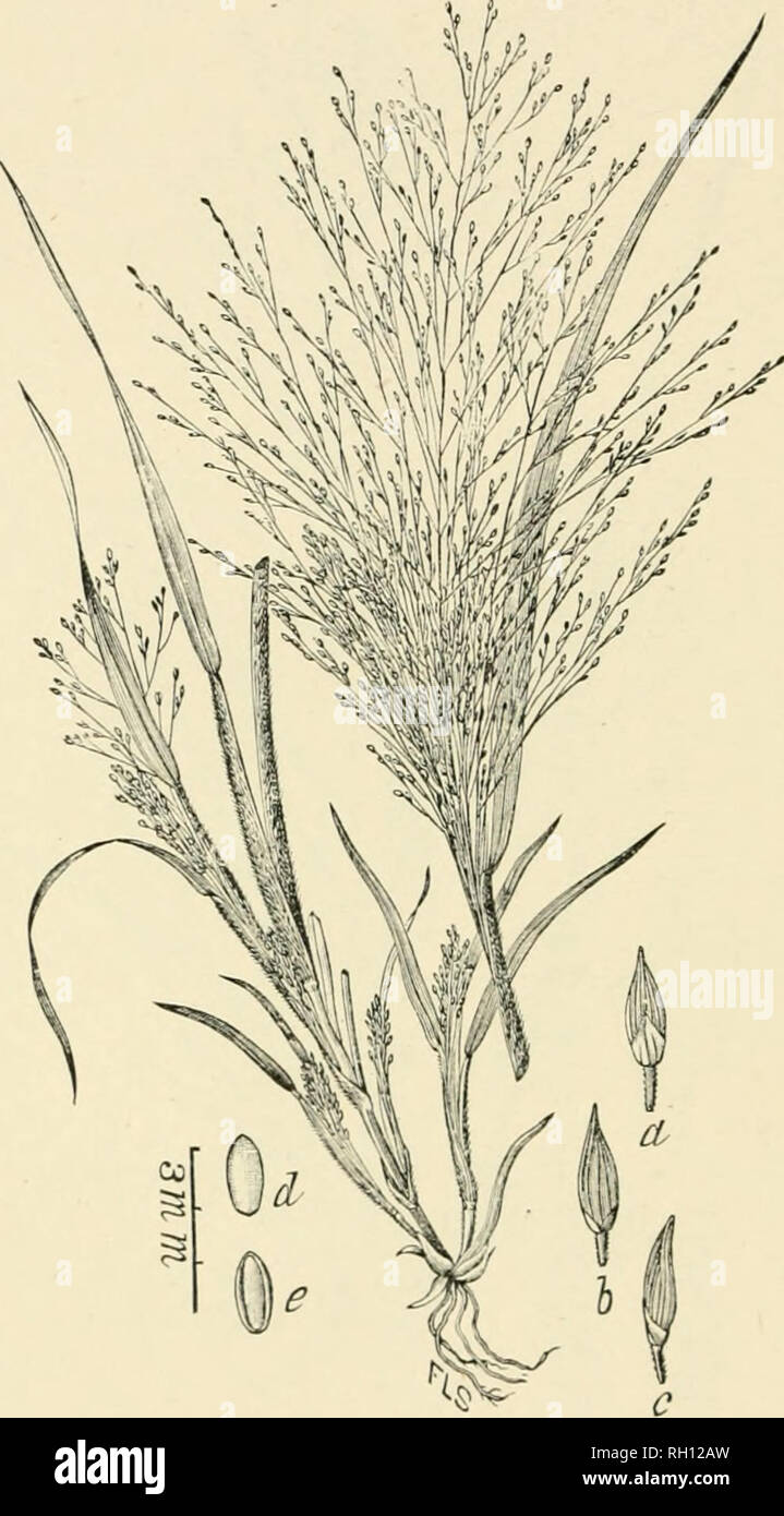 . Bulletin. Gramineae -- United States; Forage plants -- United States. 54. Fit'..350. PanicumcapillareLinii. Sp. Pl.*^(). Old Witch-GRa.ss OK Fool. Hay.—An aimiiul with usually coarse, biauching stems 3 to !» dm. liij^li, liairy or liirsute sheaths, and widely spread- ing capillary panicles G to 24 cm. long. Spikclets («, h, c) acute, smooth, about 2 mm. long.—A. Avced in cultivated fields, special)y in sandy soils. Maine and Nova Scotia to British Columbia, southward to Florida and Texas. [Kiiropc] July-October.. Please note that these images are extracted from scanned page images that may h Stock Photo