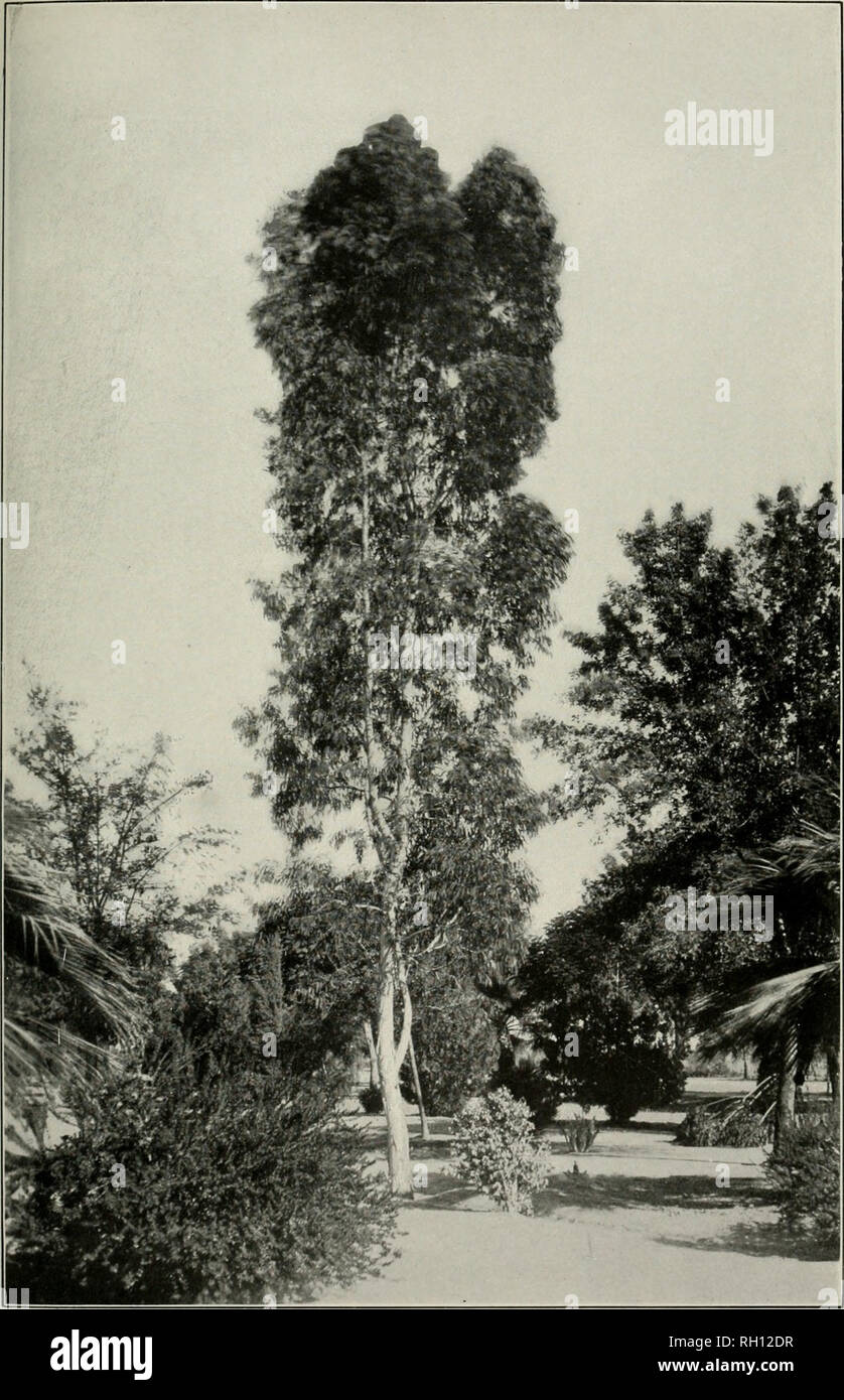 . Bulletin. Forests and forestry -- United States. Bui. 35, Bureau of Forestry, U S. Dept of Agriculture. Plate XXIX.. Eucalyptus leucoxylon. Tree 10 Years Old, Capitol Grounds, Phoenix, Ariz.. Please note that these images are extracted from scanned page images that may have been digitally enhanced for readability - coloration and appearance of these illustrations may not perfectly resemble the original work.. United States. Bureau of Forestry. Washington : G. P. O. Stock Photo