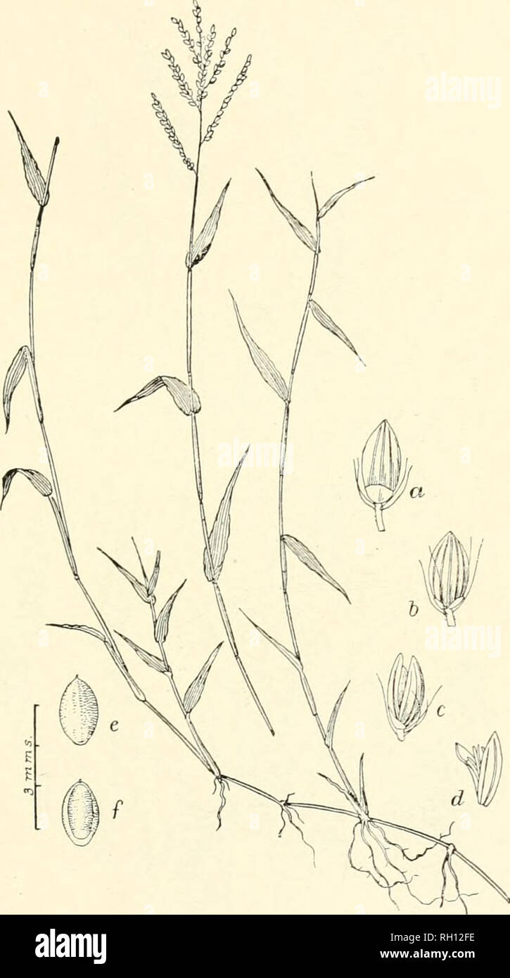 . Bulletin. Gramineae -- United States; Forage plants -- United States. 45. Fig. 341. Panicum prostratum Linn., Sp. PI. 87; Chapm. Fl. 8. States, Suppl. GHG. Low Panic-*;kass.—A slender, creeping, and mucli-brancbcd perennial, with short, ciliate leaves and terminal panicles cumpDsed of 5 to 10 simple racemes. Spikelets (a, h, c) ovate-oblong, glabrous, about 2 mm. long.—Moi.'^t or wet grounds, New Jersey (ballast), Alabama to Florida, and west- ward to Louisiana and eastern Texas. [Tropical countries of botli hemispheres.] September.. Please note that these images are extracted from scanned p Stock Photo