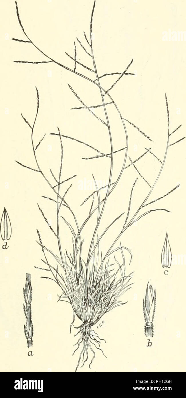 . Bulletin. Gramineae -- United States; Forage plants -- United States. 211. Fig. 193. Schedonnardus paniculatus (Nutt.) Trelease; Brit- ton and Brown, 111. FL, 1 : 179 (S. fexanus Steud.). Texan Crab- grass.—A low, diffusely branching annual, with short, narrow leaves and slender, paniculate spikes. The tufted stems vary from 1 to 9 dm. long.—Dry prairies, Illinois to Texas and New Mexico, north to Assiniboia and Manitoba. April-October.. Please note that these images are extracted from scanned page images that may have been digitally enhanced for readability - coloration and appearance of th Stock Photo