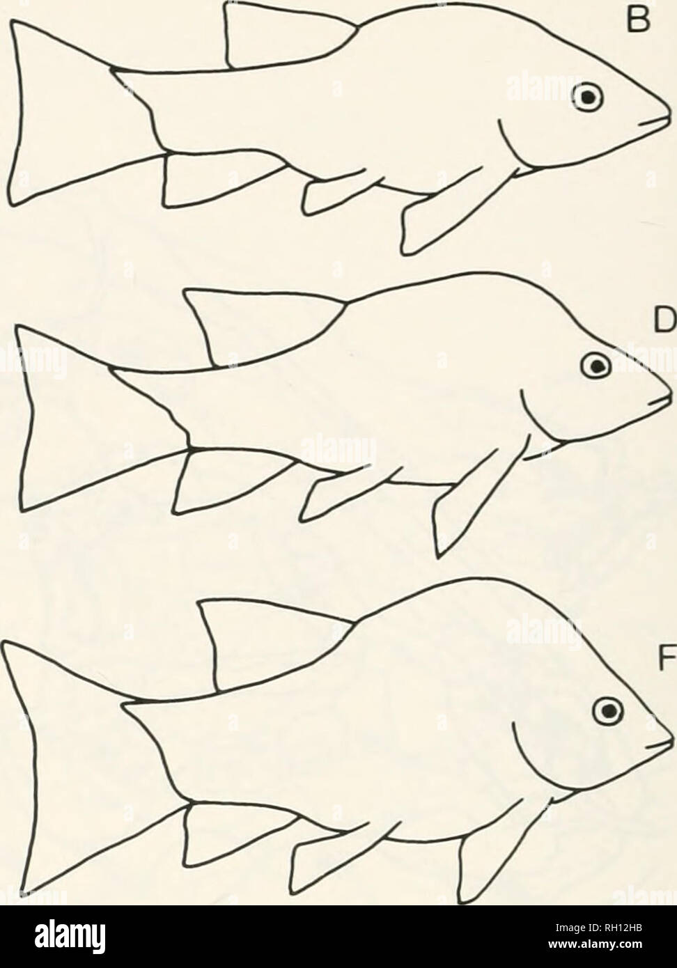 Bulletin Natural History Natuurlijke Historie Fig 27 Variation In Body Shape Of Species In The S Tenuiceps Group Outhne Drawings Based On Complete Specimens In Most Cases The Holotype A 6