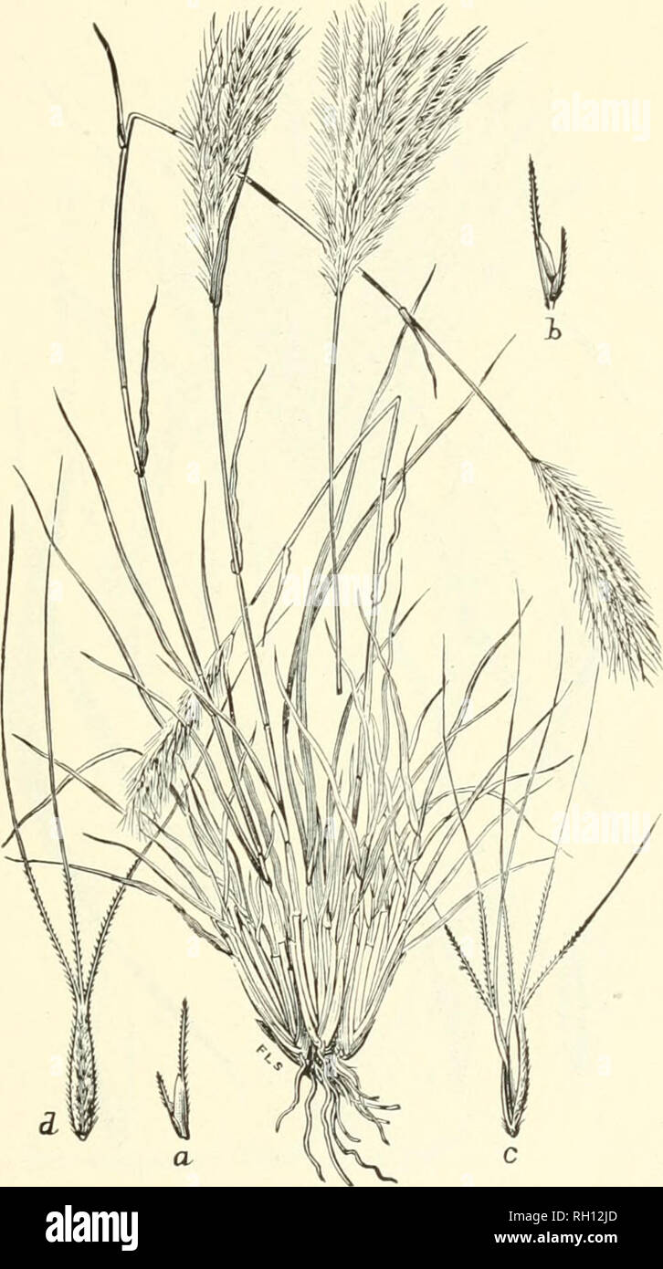 . Bulletin. Gramineae -- United States; Forage plants -- United States. 207. Fig. 189. Trichloris blanchardiana Scribn. (T. fasciculata Fourn.).—A rather stout perennial 5 to 10 dm. high, with long, narrow leaves and many, slender, bearded spikes, which are fasci- culate or subdigitate at the apex of the culm.—Dry plains and mesas, Texas to Arizona. May-September.. Please note that these images are extracted from scanned page images that may have been digitally enhanced for readability - coloration and appearance of these illustrations may not perfectly resemble the original work.. United Stat Stock Photo