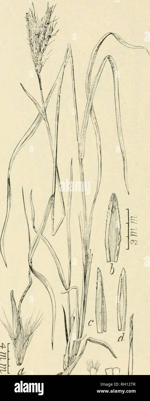 . Bulletin. Gramineae -- United States; Forage plants -- United States. 24. Fig. 32(1. Andropogon wrightii Hack, in Flora, 68 : loi). 1885. &quot;WiJiGin'.s Hhoom Skixjk.—A slender, croct ]terennial 5 to 8 dm. hii^li, witli lonj;', flat leiives T} to L'O ciii. long, and 3 to 4 di;^'itate or Bulifastif!;iate racemes about 4 cm. loiijjf. Sessile spikelet r).,l to t) mm. louji, witli the very narrow fourth j^hune ye) heaiiiig a slendei' an '2 to 13 mm. Ioiili;. — l&gt;ry mcsi.s, N(^v Mexico. [Mexico.]. Please note that these images are extracted from scanned page images that may have been di Stock Photo