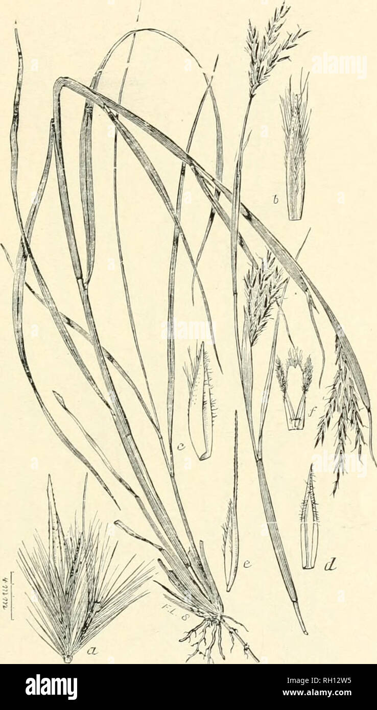 . Bulletin. Gramineae -- United States; Forage plants -- United States. 23. Fig. 319. Andropogon hallii Hack. Sitzungsber. Ak. Wiss. Wieu,89: 127. 1884. Colorado Sand-gkass.—A stout, glabrous perennial 4 to 10 dm. or more bigli, with rather long (the lower 10 to 20 cm.), flat leaves and stout racemes which are in pairs or iu threes and 5 to 8 cm. long. Sessile spikelet (a) about 8 mm. long, with the first glume (b) ciliate along the keels and pilose-hairy toward the apex. Awn shorter than the spikelet or wanting.— Dry sandy soil, North Dakota, Montana, southward to Kansas, Texas, and New Mexic Stock Photo