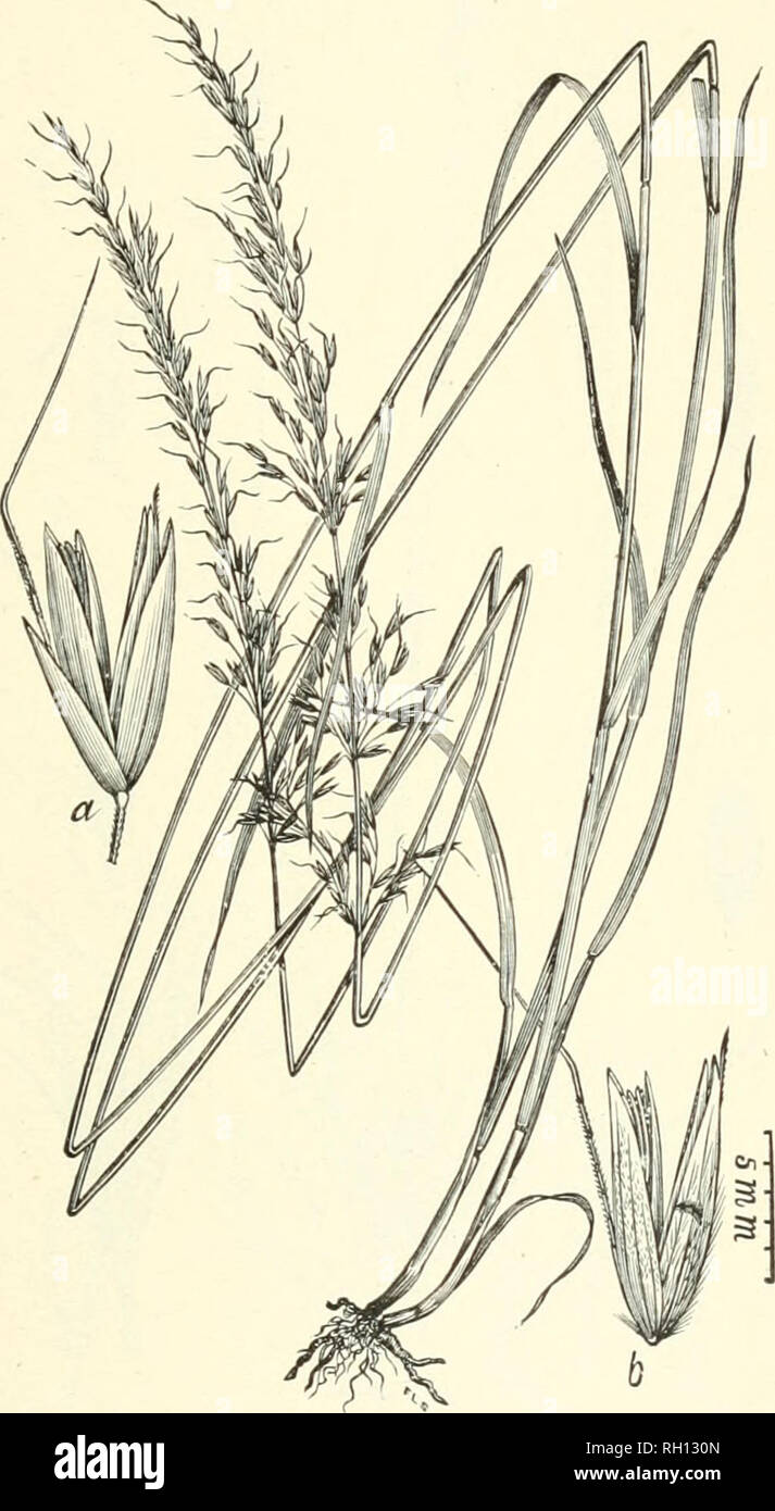 . Bulletin. Gramineae -- United States; Forage plants -- United States. 185. Fig. 167. Arrhenatherum elatius (L.) Beauv. (Aveva elatior L.). Tall Oat-grass.—Aloosely tufted perennial 6 to 12 dm. high, with flat leaves and narrow, loosely flowered panicles 15 to 20 cm. long.—Introduced from Europe as a fodder grass. Valuable; in Europe regarded as one of the best meadow grasses. May, June.. Please note that these images are extracted from scanned page images that may have been digitally enhanced for readability - coloration and appearance of these illustrations may not perfectly resemble the or Stock Photo