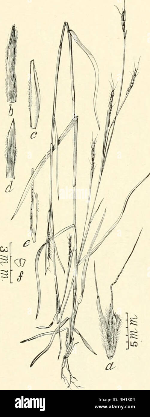 . Bulletin. Gramineae -- United States; Forage plants -- United States. 15. Fig. 311. Andropogon hirtiflorus oligostachyus (Chapm.) Hack, iu 1). C. Monog. Phan. 6:372. (Andropogon oligostachyus Chapm.) A slender perennial G to 12 dm. liigh, with narrow leaves and slender racemes 5 to 6 cm. long. Sessile spikelet (a) 6 to 7 mm. long with the first glnme (h) liirsute, and the deeply cleft fourth glume (e) bearing a slender, geniculate awn about 15 mm. long. Florida, Arizona. [St. Domingo and Mexico.] July- Septemher.. Please note that these images are extracted from scanned page images that may  Stock Photo
