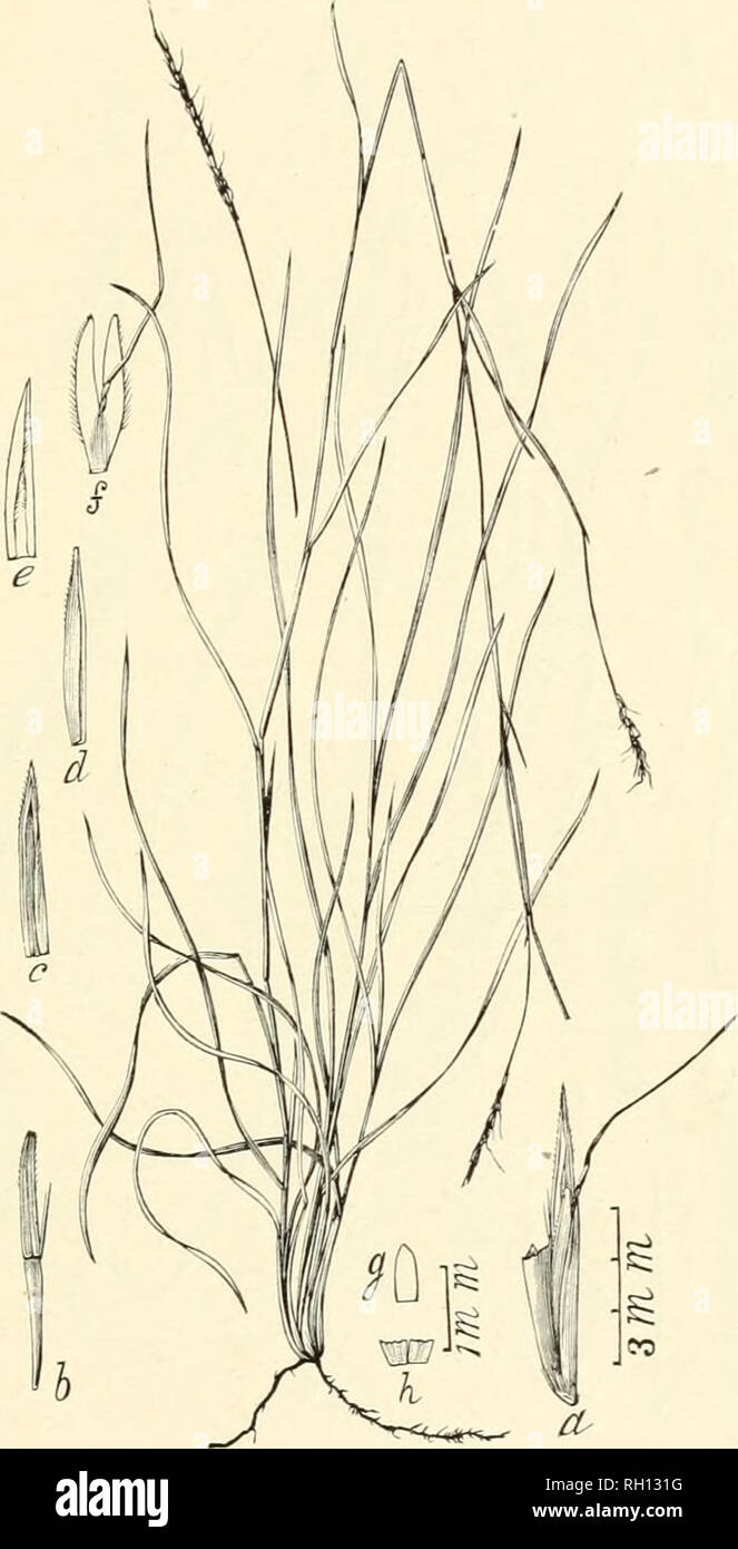 . Bulletin. Gramineae -- United States; Forage plants -- United States. 13. Fig. 309. Andropogon tener Kuntli, Revis. Gram. 2 : 565. Bkardless Broom Sedge.—A slender perennial grass 2 to 6 dm. high, with long, narrowleaves, and very slender racemes 3 to 6 cm. long. Sessile spikelet (a) 4 to 5 mm. long, with the ciliate and deeply cleft fourth glume (/) bearing a slender awn 8 to 14 mm. long.—Dry sandy hills and pine barrens, Florida, Alabama, and Mississippi to New Mexico. [Cuba, Mexico.] July-September.. Please note that these images are extracted from scanned page images that may have been d Stock Photo