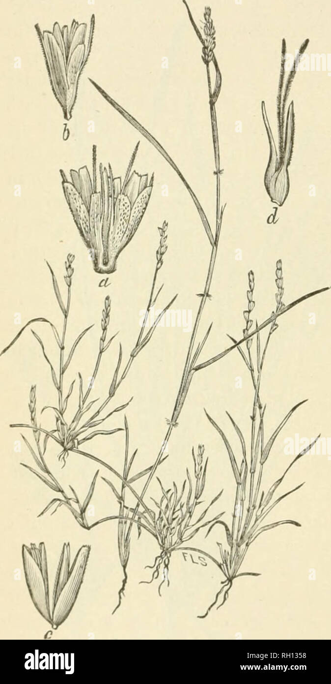 . Bulletin. Gramineae -- United States; Forage plants -- United States. 40 origiual liome of the Colorado grass or Texan millet [Panicum texanum)^ a leafy annual, whose merits as a hay grass have led to its becoming widely eultiv^ated. Everlasting grass {Eriochloa annulata) and an Indian millet [PanicHm cUiatissimum) also grow along the river bottoms and supply leafy herbage that is greatly relished by cattle. The curly mesquite grasses [Hilaria cenchroidcs (fig. 8) and BuIbiUs dactyloirles) are omnipresent. They monopolize a large share of the range, supjilying sometimes as much as 80 per cen Stock Photo