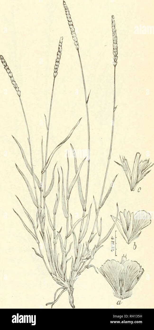 . Bulletin. Gramineae -- United States; Forage plants -- United States. 39 The predominating grasses are tbe needle grasses {Aristida fasci- culata and A. coarctata) which form fully 50 ])er cent of the entire grass vegetation, and more thaii that on the pastures which have been overgrazed. Stockmen consider the needle grass most nutritious and valuable, although many of the closely related species that occur in the Gulf States are there known as the much despised poverty grasses, held to be characteristic of the poorest land and all but worthless for pasturage. However, there is no doubt that Stock Photo