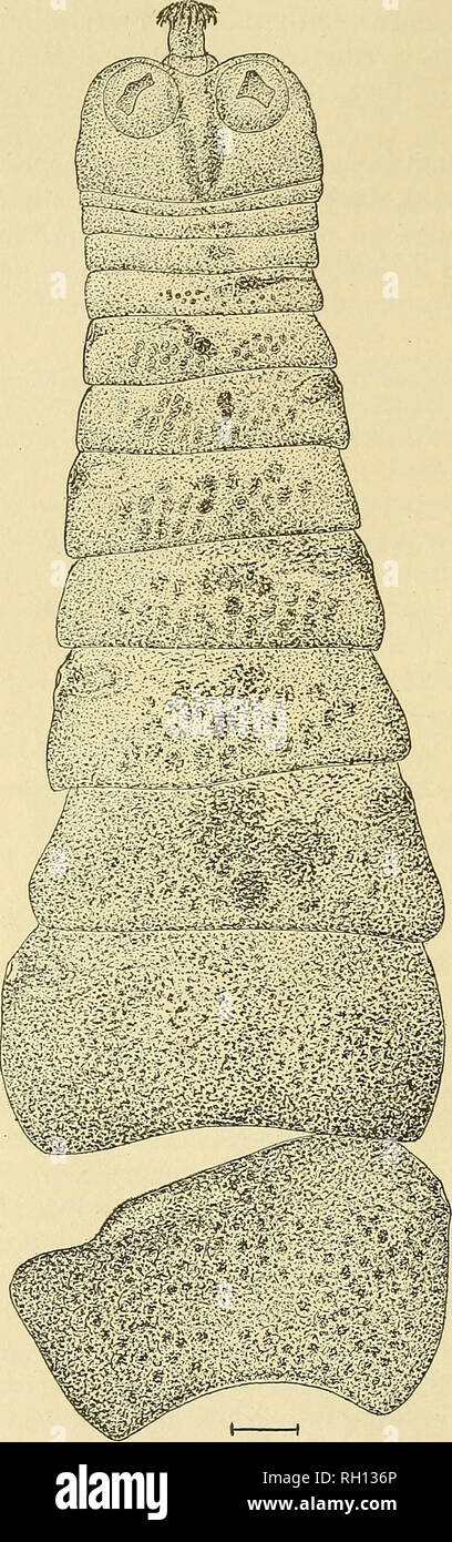. Bulletin. Science. 22 BULLETIN 69^ UNITED STATES NATIONAL MUSEUM.. 10 Qu,. Fig. 9.—Liga bkasiliensis : Entire worm. The worms (fig. 9) posses.s from 12 to 15 segments, a num- ber slightly less than that given by Fuhrmann, who writes that there are about 10 segments. A specimien with 12 segments measured 3 mm. in length by 0.7 mm. in width. The head (fig. 9) is 200/x long by 400/x wide, with well-devel- oped rostellum (fig. 10) armed with 20 hooks (fig. 11), arranged in a double crown of alternating longer and shorter hooks. The longer hooks measure 45 to 50^ in length which is practically th Stock Photo