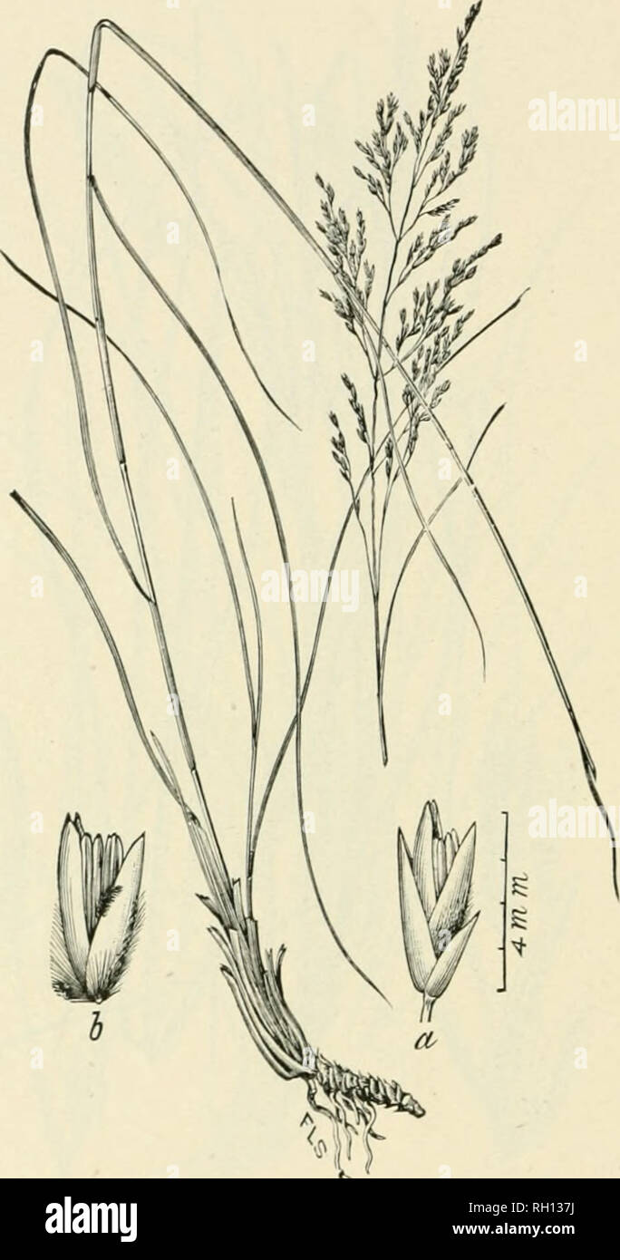 . Bulletin. Gramineae -- United States; Forage plants -- United States. ii;8. Fig. 150. Calamovilfa brevipilis (loir.) Scribu. (Anmdo hrcri- pilis Torr.). Siiokt-iiaihkd Reki&gt;-&lt;;ijass.—A rather sleuder, smooth perennial 9 to 12 dm. biiih. with very narrow leaves autl open panicles 8 to 24 cm. ionf;.—Sandy swamps in the pine bar- rens of New Jersey. Angnst, .Sei)tember.. Please note that these images are extracted from scanned page images that may have been digitally enhanced for readability - coloration and appearance of these illustrations may not perfectly resemble the original work..  Stock Photo