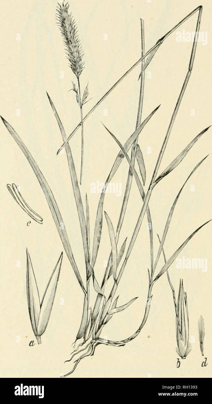. Bulletin. Gramineae -- United States; Forage plants -- United States. 164. Fig. 146. Calamagrostis tv^reedyi Scribn.; li«;:il, (irasses N. Am., 2: 348.—A stout pen-iiiiial 7 to 10 dm. liifj;li, with rather broad, Hat Ieav»'s and densely llowered, spike-like panicles 8 to 12 cm. long.—Cascade Mountains, Washington.. Please note that these images are extracted from scanned page images that may have been digitally enhanced for readability - coloration and appearance of these illustrations may not perfectly resemble the original work.. United States. Division of Agrostology. Washington, D. C. :  Stock Photo