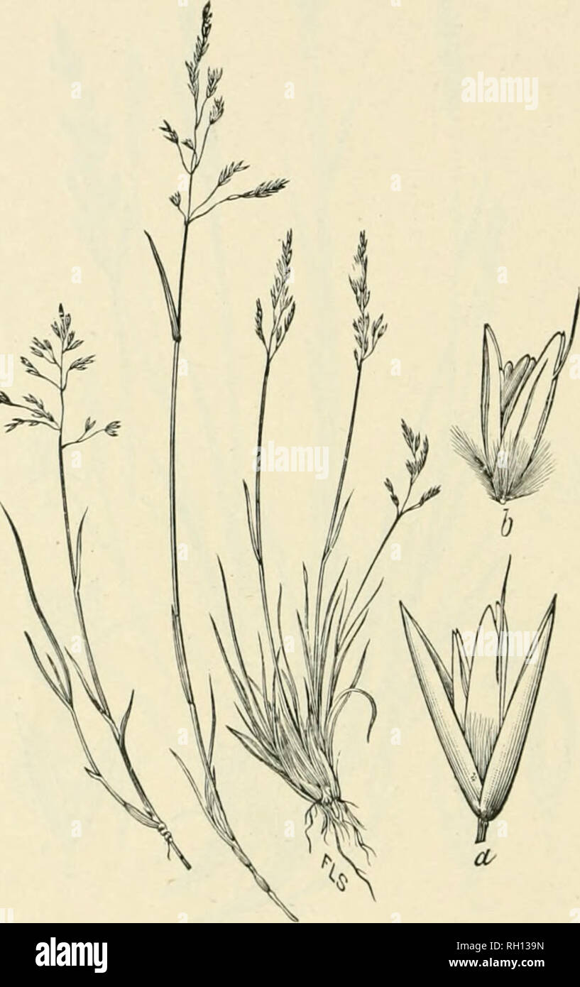 . Bulletin. Gramineae -- United States; Forage plants -- United States. 162 &quot;^. Fig. 141. Calamagrostis deschampsioides Triu.; 15eal, Grasses N. Am., 2 : 3o9.—A wleiidcr i)erennial witli ciihiis 1.5 to 8 dm. hi,&lt;;h, from creeping rootstotks, witli narrow leavoH H to 7 cm. long and open, pyramidal panicles 4 to 8 cm. long.—Pribilof Islands, Alaska, southward to California. [Kamchatka.] August.. Please note that these images are extracted from scanned page images that may have been digitally enhanced for readability - coloration and appearance of these illustrations may not perfectly res Stock Photo