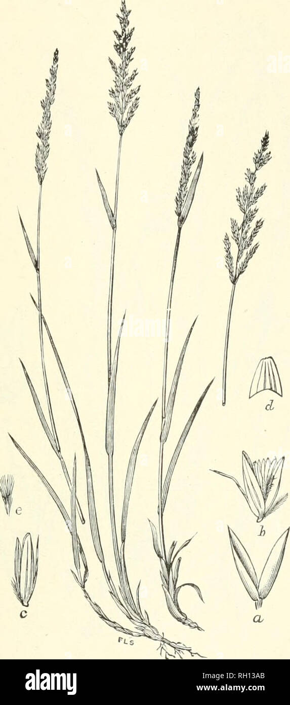 . Bulletin. Gramineae -- United States; Forage plants -- United States. 161. Fig. 143. Calamagrostis breviseta(A. Gray) Scribn.; Brittou and Brown 111. Fl., 1: 164 {C. inekeringn A. Gray). Siiokt- AWNED Reed-grass.—A sleuder perennial 3 to .5 dm. high, with ilat leaves and narrow or subpyraiuidal, rather densely flowered purplish panicles 8 to 12 cm. long.—Moist ground, Newfoundland, Cape Breton Island, and Labrador to New Hampshire, Vermont, and Massachusetts. .Tuly, August. 18337—No. 7 11'. Please note that these images are extracted from scanned page images that may have been digitally enha Stock Photo
