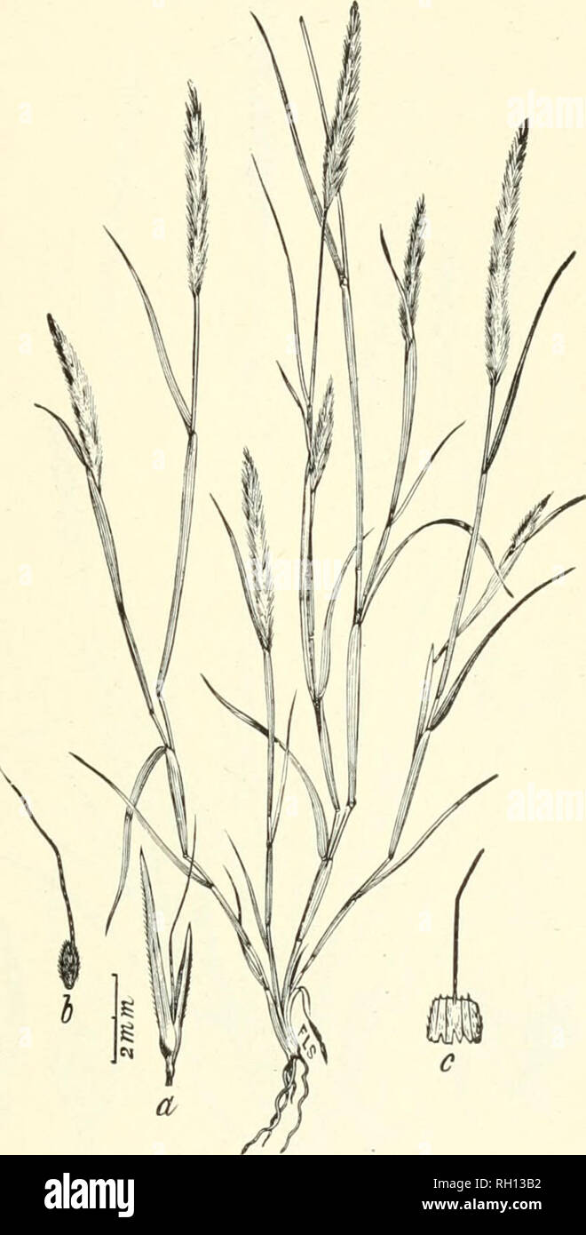 . Bulletin. Gramineae -- United States; Forage plants -- United States. 159. Fig. 141. Gastridium lendigerum (L.) Gaudin. (&lt;?. australe Beauv.; Milium lendigerum Linn.). NiT-GRASS.—A smooth annual 1.5 to 6 dm. high, with Hat leaves and a strict, spike-like panicle 6 to 12 cm. long; cultivated for ornament.—Hills, naturalized, Cali- fornia and Oregon; also in Texas, [Southern Europe.] June, July.. Please note that these images are extracted from scanned page images that may have been digitally enhanced for readability - coloration and appearance of these illustrations may not perfectly resem Stock Photo
