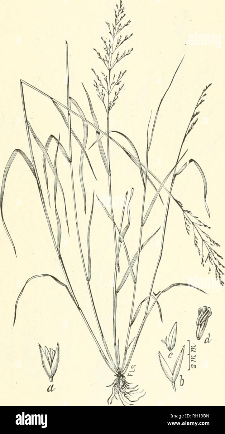 . Bulletin. Gramineae -- United States; Forage plants -- United States. 157. Fig. 139. Agrostis diegoensis Vasey (A. foliom Yasey); Bea], Grasses N. Am., 2 : 328.—A stroug-growing, leafy perennial 6 to 10 dm. Ligh, from creeping rootstocks, with pale-green, narrow, and inauy-flowered panicles 1.5 to 20 cm. long. Spikelets 2 to 3 mm. long; flowering glume short-awned or awnless; palea wanting.— Mountains of southern California to Washington. May-August,. Please note that these images are extracted from scanned page images that may have been digitally enhanced for readability - coloration and ap Stock Photo