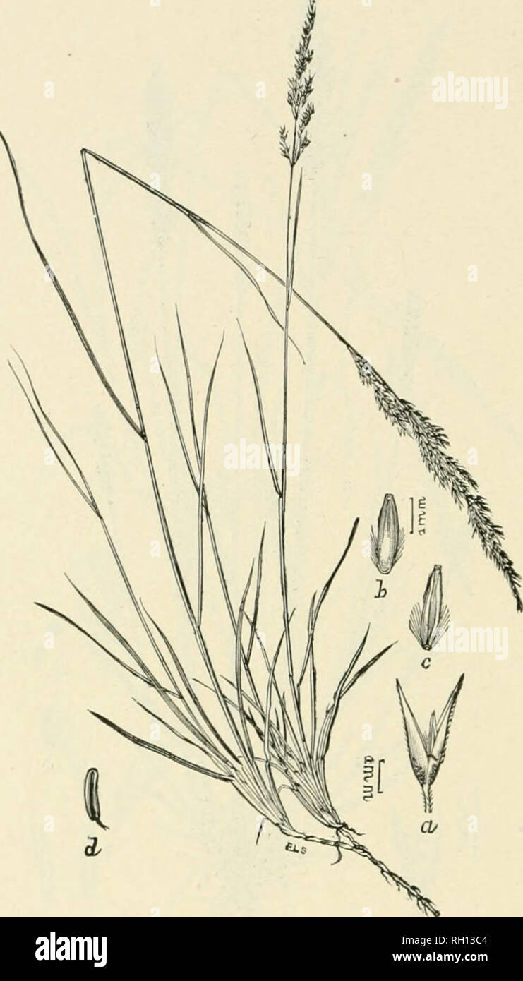 . Bulletin. Gramineae -- United States; Forage plants -- United States. 156. Fig. 138. Agrostis pringlei Scribn. sp. nov.—A strongly stolo- uilerous grass, with rather shmder, iipriglit or asceuding cuhiis :&gt; to 6 dm. high, narrow and rather rigid llai leaves, and h)osely flowered, narrow ]&gt;ani(le8 5 to 15 cm. long. Flowering glumes ranch shorter than tho a&lt; luninate outer ones, and reniarkalile for the long hairs on the callus.—Plains, Mendocino County, Cal- ifornia (Pringle), and northward to Oregon ( ?). August.. Please note that these images are extracted from scanned page images  Stock Photo