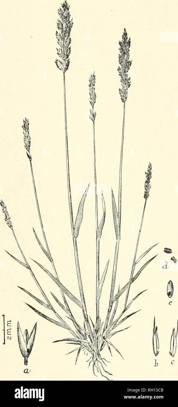 . Bulletin. Gramineae -- United States; Forage plants -- United States. 155. Fig. 137. Agrostis densifloraVasey; Contrib. U, S. Nat. Herb., 3: 72 (1892); Beal, Grasses N. Am., 2: 326. Dexsely-flowehed Bent.—A rather stout, cii'spitose perennial 1..5 to 4.5 dm. bigb, with short and comparatively broad It-aves and densely, many- flowered, almost spike like panicles 3 to 8 cm. long.—Oregon and California, along the coast, apparently rare. July, August.. Please note that these images are extracted from scanned page images that may have been digitally enhanced for readability - coloration and appea Stock Photo