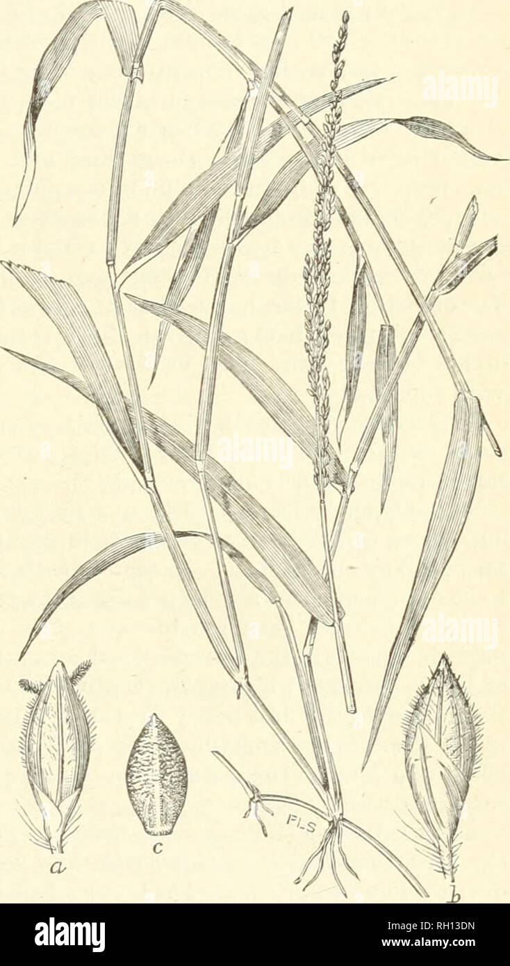 . Bulletin. Gramineae -- United States; Forage plants -- United States. 31 species whicli are really wortli cultivating. They are tlift natural grasses of tbe wild lands, and few of tlieni flourish under the changed conditions brought about by cultivation. The following are among the more important 8})ecic8. Autumn Panic {Panicum autumnaJe).—Perennial; stems numerous, often in clumps of considerable size, spreading, 6 to 12 inches; leaves very numerous, short; pan- icle large and diffuse, about as long as the stem; branches very slender. It grows on thin and dry upland soil, where it often for Stock Photo