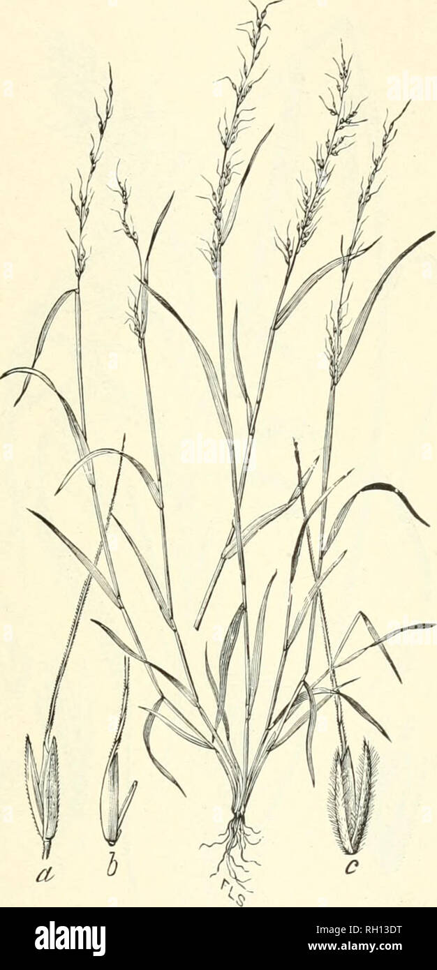 . Bulletin. Gramineae -- United States; Forage plants -- United States. 151. Fig. 133. Limnodia arkansana (Xutt.); Dewey in Contrib. U. S. Ncit. Herb., 2: 518 {(irecnia arkansana Nutt.; Thitrberia arkansana Benth.).—Asleuder annual 2 to 6 dm. high, more or less geniculate at the lower nodes, with soft, flat leaves and narrow, loosely flowered panicles 8 to 18 cm. long. Outer glumes sca- brous or pilose.—Shell banks, woods, etc., western Florida to Arkansas and southern Texas. April-.June.. Please note that these images are extracted from scanned page images that may have been digitally enhance Stock Photo
