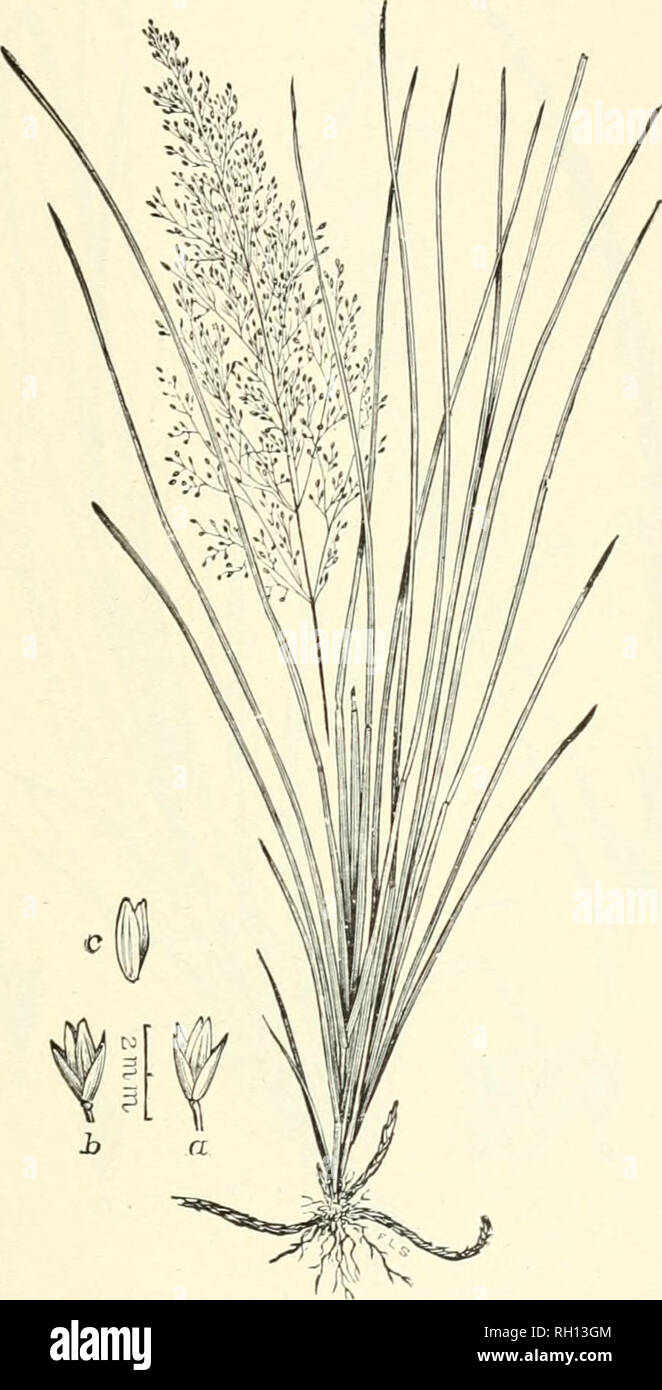 . Bulletin. Gramineae -- United States; Forage plants -- United States. 143. Fig. 125. Sporobolus compressus (Torr.) Kuntb. (Agrostiscom- p7-essaToTT.). Flat-stemmed Sporouolus.—A cespitose peren- nial, with short, scaly rootstocks, flattened culms 3 to 6 dm. high, rather long, condnplicate leaves and open, capillary panicles 10 to 30 cm. long.—In bogs and pine barrens. Long Island and New Jersey. September, October.. Please note that these images are extracted from scanned page images that may have been digitally enhanced for readability - coloration and appearance of these illustrations may  Stock Photo