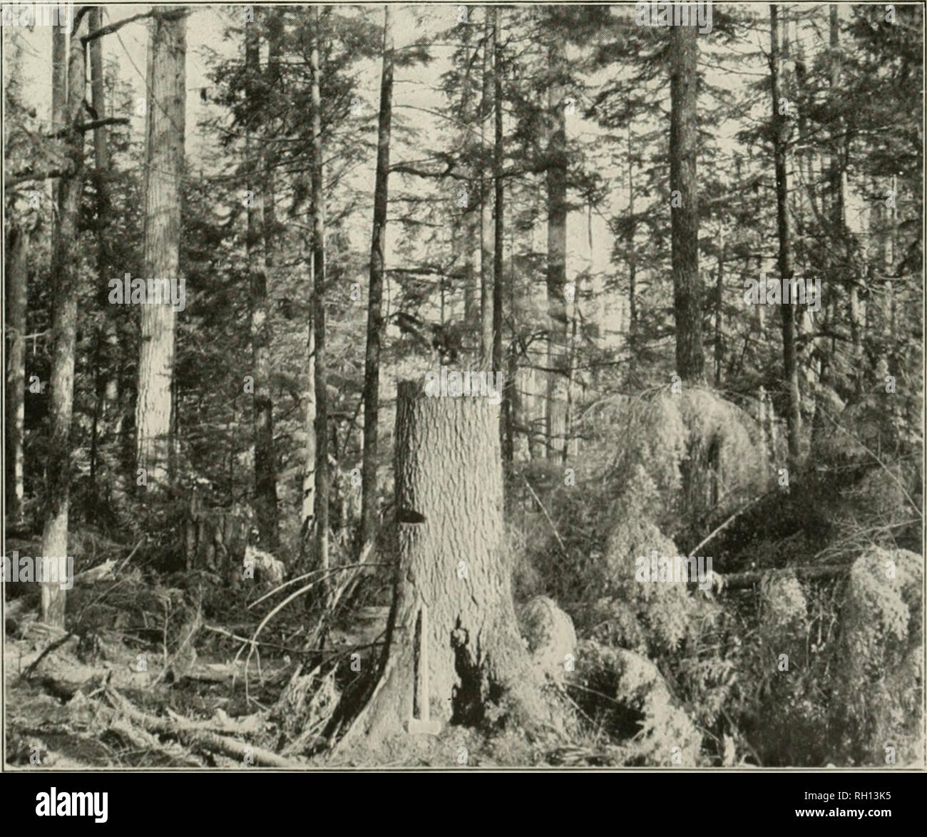 . Bulletin. Forests and forestry -- United States. Fig. 1.—Fasciation of Hemlock Branch, caused by Arceuthobium occidentale.. Fig. 2. Hemlock Stump, cut high to avoid Ground-rot.. Please note that these images are extracted from scanned page images that may have been digitally enhanced for readability - coloration and appearance of these illustrations may not perfectly resemble the original work.. United States. Bureau of Forestry. Washington : G. P. O. Stock Photo