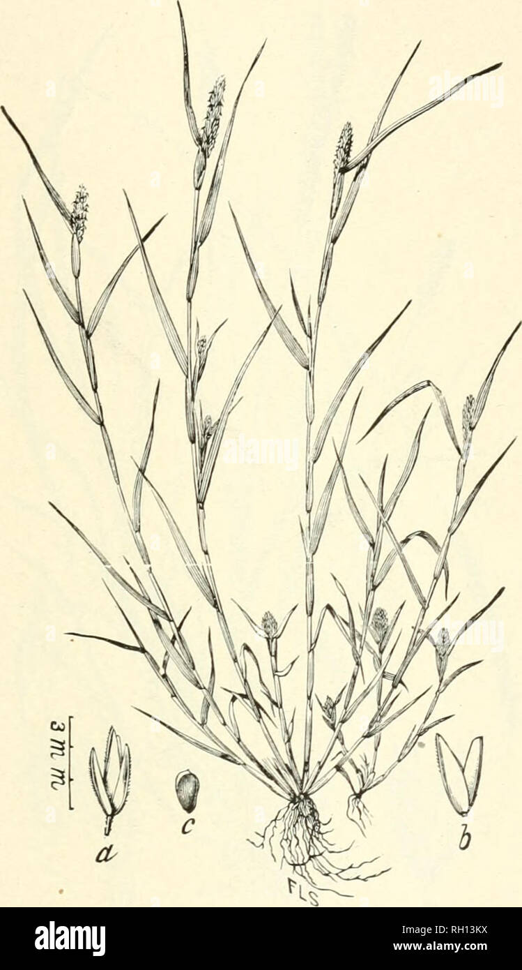 . Bulletin. Gramineae -- United States; Forage plants -- United States. 131. Fig. 113. Heleochloa schoenoides (L.) Host (Phleiim sclujcn- oides L.; Cri/jisis schanoides Lam.). Rush-like Timothy'.—A diffusely branching ciespitose annual 1 to 3 dm. high, with in- flated sheaths, rather short, spreading leaves, and densely How- ered ovate, or oblong, spike-like panicles.—Waste ground about New York City, Philadelphia, etc., sparingly naturalized. [Europe and Asia.] July, August.. Please note that these images are extracted from scanned page images that may have been digitally enhanced for readabi Stock Photo