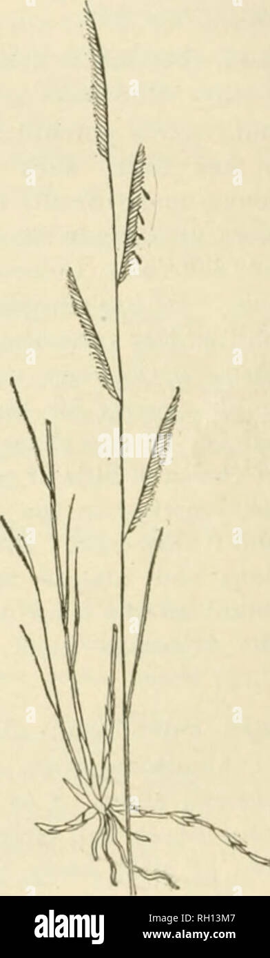 . Bulletin. Gramineae -- United States; Forage plants -- United States. . Please note that these images are extracted from scanned page images that may have been digitally enhanced for readability - coloration and appearance of these illustrations may not perfectly resemble the original work.. United States. Division of Agrostology. Washington, D. C. : The Division Stock Photo