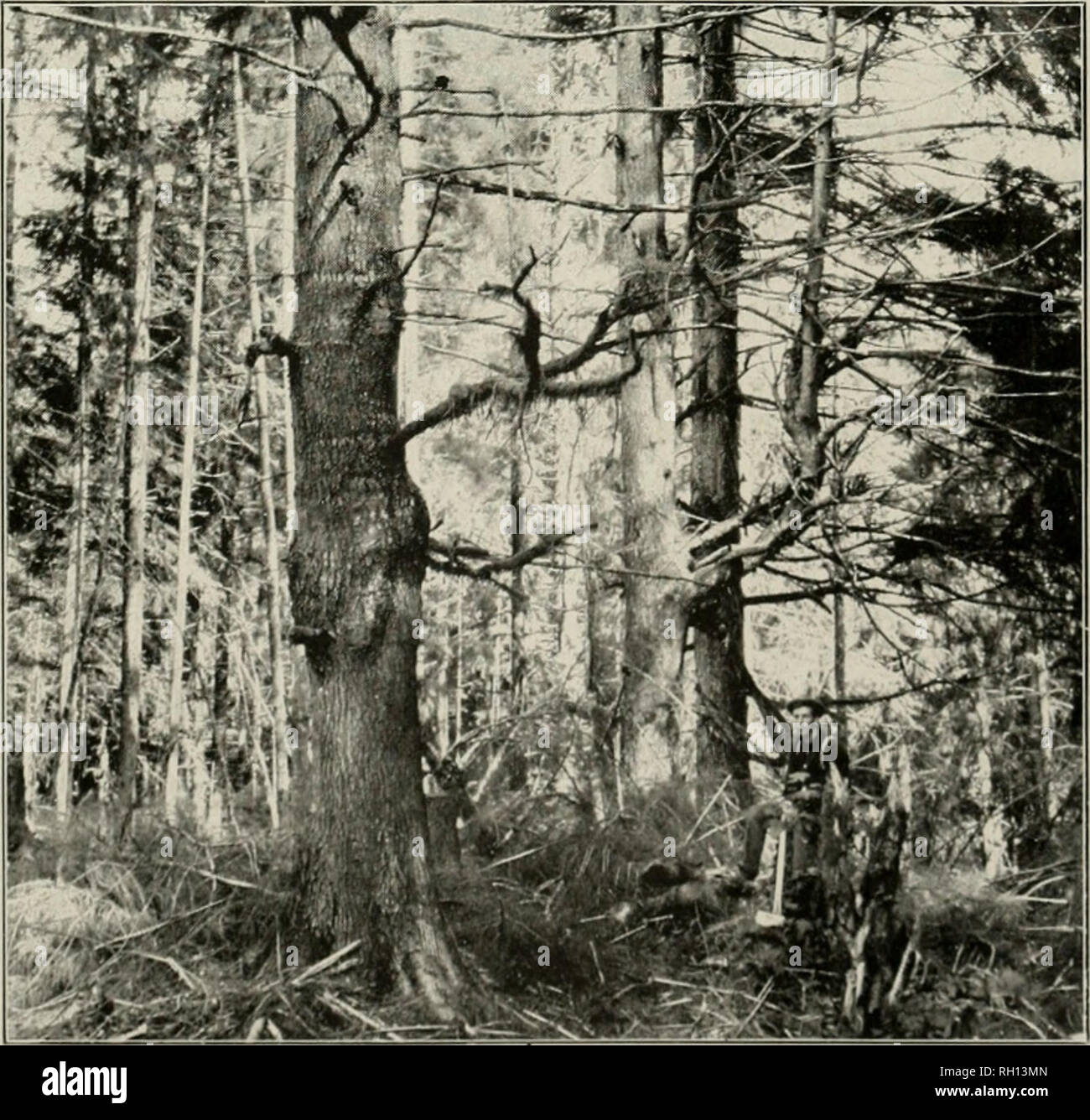 . Bulletin. Forests and forestry -- United States. Fig. 1.—'&quot;Conky&quot; living Hemlock, showing Fruiting Organs.. Fig. 2.—Distortion of Trunk and Branches of Hemlock, caused by Arceuthobium occidentale.. Please note that these images are extracted from scanned page images that may have been digitally enhanced for readability - coloration and appearance of these illustrations may not perfectly resemble the original work.. United States. Bureau of Forestry. Washington : G. P. O. Stock Photo