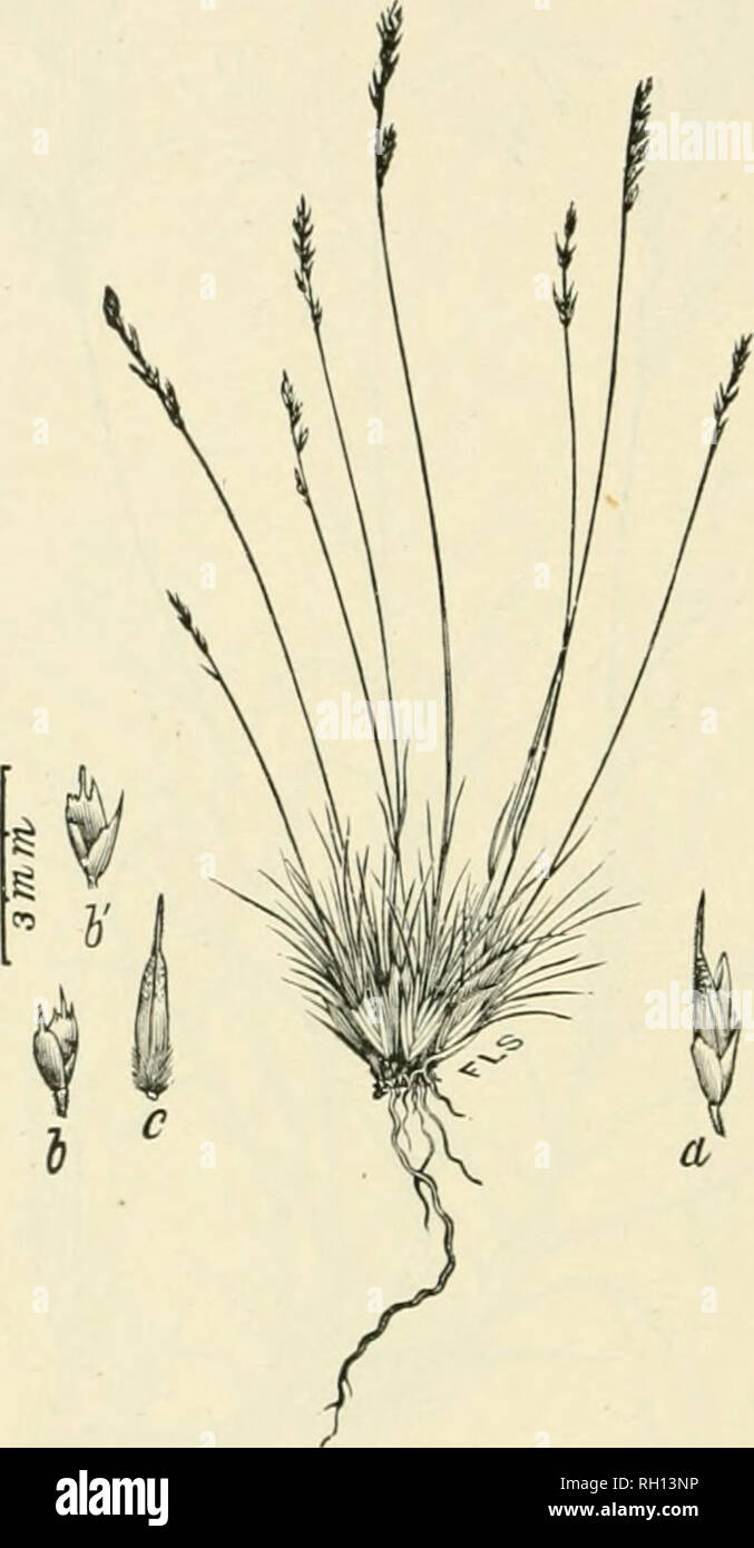 . Bulletin. Gramineae -- United States; Forage plants -- United States. 126. Fig. 108. Muhlenbergia filiculmis Vasey; Contrib. F. S. Nat. Herb. 1: 267; Beal,Grasses N. Am., 2 : 250. Thread-like Muhlen- bergia.—A low, tufted jjereunial with liliform scape-like culms 1.5 to 3.5 dm. high, setaceous lailical leaves and narrow, spike-like panicles 2 to 5 cm. long.—Sandy soil, Ute Pass, El Paso County, in moist prairies at Como, Paik County, and on the mesas at Twin Lakes, Lake County, Colorado; alt. 2,000 to 3,000 m. July-bep- tember.. Please note that these images are extracted from scanned page i Stock Photo
