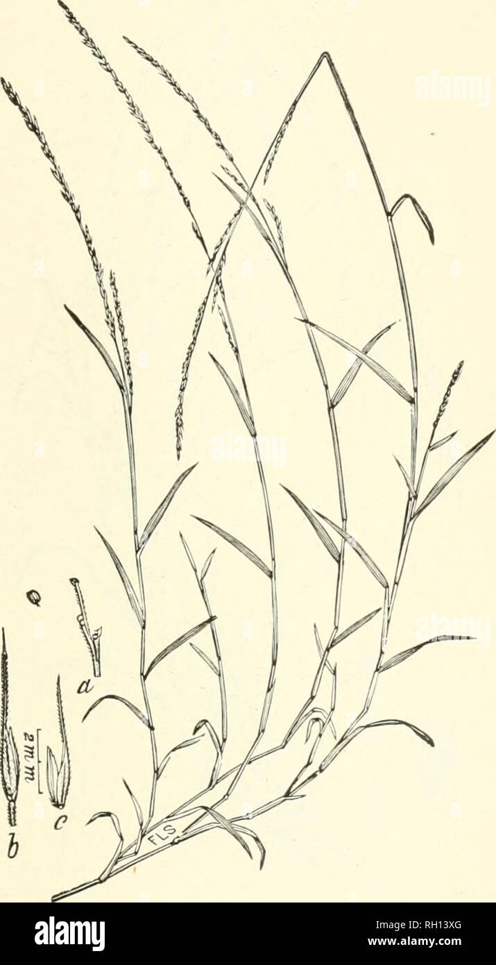 . Bulletin. Gramineae -- United States; Forage plants -- United States. 117. Fig. 99. Muhlenbergia diffusa &gt;Schreb. Nimble Will.—Alow, slender loereimial, rith ascending, nmch-branched wiry culms 3 to 6 dm. Ions, flat leaf-blades and narrow, rather densely flowered panicles.—In shade in thickets, borders of woods, waste groimd about dwellings, etc , Maine and Ontario to Minnesota, Kansas, Texas, aud Florida. [Mexico (?)] August-January (in Louisiana).. Please note that these images are extracted from scanned page images that may have been digitally enhanced for readability - coloration and Stock Photo