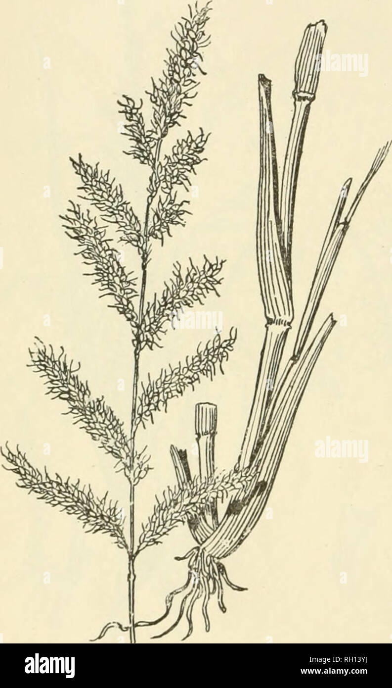 . Bulletin. Gramineae -- United States; Forage plants -- United States. 52 No. 158. Panicum colonum Linn. Sliama Millet. A native of the tropical and warmer temperate regions of the Old World. In northern India it is considered one of the best fodder grasses. Introduced into the Southern and Southwestern States, where it is occasionally found in waste grounds about dwellings. It is closely related to Panicum crus-gaUi, differing from that grass in its smaller size and more simple inflorescence. The stems and leaves are .tender and readily eaten by stock. In India the grain, which is produced a Stock Photo