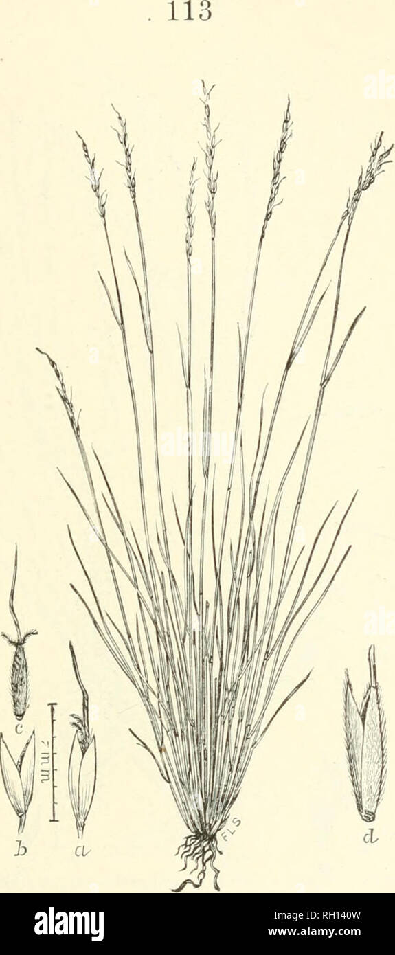 . Bulletin. Gramineae -- United States; Forage plants -- United States. Fig. 95. Oryzopsis exigua Tliurb.; Beal, Grasses N. Aiu.,^2: 227. Little Motxtaix Rice.—A slender native perennial 1.5 to 3 dm. high, with tiliform leaves, and narrow, simple, few-flowered panicles 2 to 5 cm. long.—Among rocks in canyons and on moun- tain tops, Montana and Wyoming to Utah, Oregon, and Washing- ton. ,Tnne-Augnst. 18337—Xo. 7 8. Please note that these images are extracted from scanned page images that may have been digitally enhanced for readability - coloration and appearance of these illustrations may not  Stock Photo