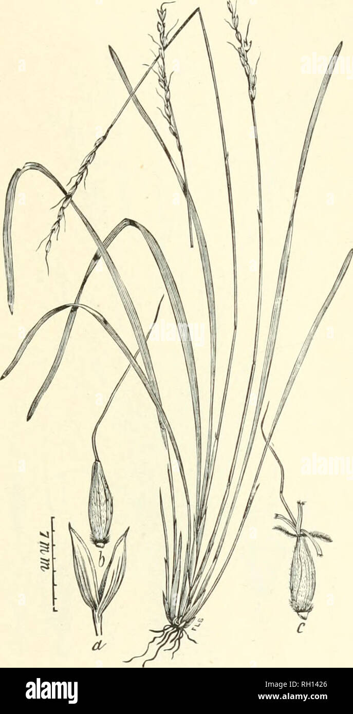 . Bulletin. Gramineae -- United States; Forage plants -- United States. Ill. Fig. 93. Oryzopsis asperifolia MicUx. White Mountain KiCE.—A slender perennial 1.5 to 5 dm. high, with narrow, simple panicles 6 to 10 cm. long. The basal leaves, which are 5 to 7 mm. wide, often overtop the culm.—Woods, Newfoundland, Massachu- setts and New Jersey, to Minnesota and British Columbia, and southward in the Kockies to New Mexico. Aprii-.Tuly.. Please note that these images are extracted from scanned page images that may have been digitally enhanced for readability - coloration and appearance of these ill Stock Photo