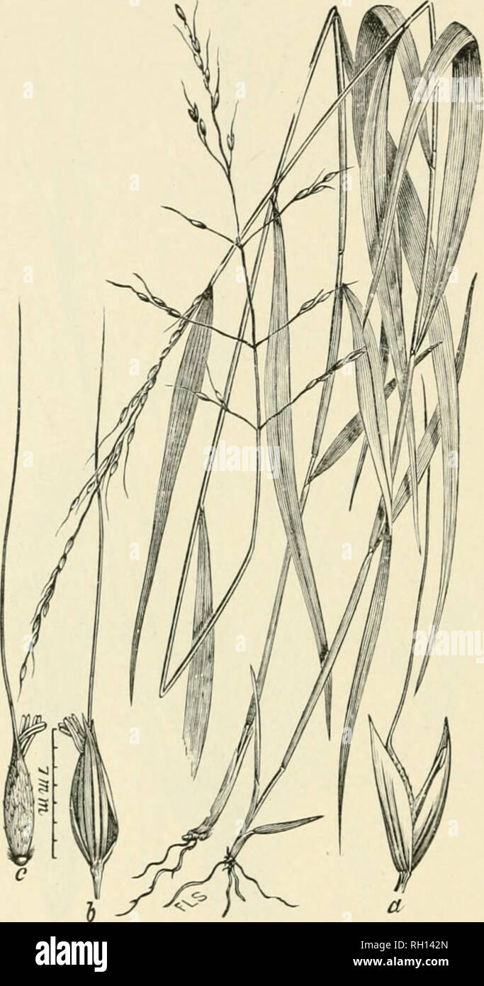 . Bulletin. Gramineae -- United States; Forage plants -- United States. no. Fig. 92. Oryzopsis melanocarpa Miihl. Hi.ack Mountain- Rice.—A rather stout, long-and broad-leafeil pereunial .3 to 9 dm. high, with uarrow. KJinjile jianiclesof afew, huge spiicelets.—Opeu rocky woods, sometimes oii clitrs, Qneljec and Ontario to Dela- ware, Kentucky, Missouri, and Minnesota. July-September.. Please note that these images are extracted from scanned page images that may have been digitally enhanced for readability - coloration and appearance of these illustrations may not perfectly resemble the origina Stock Photo