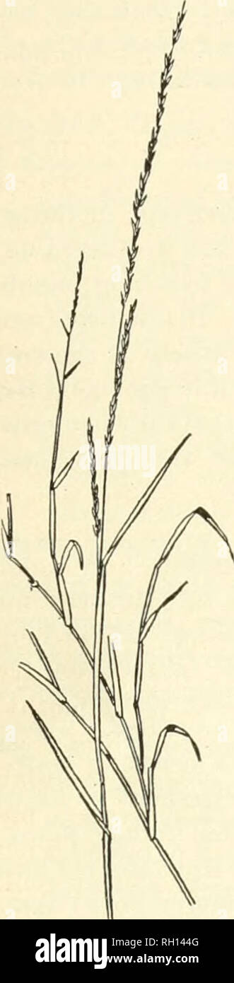 . Bulletin. Gramineae -- United States; Forage plants -- United States. 47 and Australia, where it is called Mat-grass, has creeping or ascending flattened stems, rather short leaves, and slender spikes. In some parts of Australia it is highly esteemed for pasturage, and is said to retain its greenness throughout the year in dry climates. It is not injured by light frosts. The prostrate stems sometimes attain a length of 5 or fi feet. A closely related species, M. fascicidata, occurs on the lower Rio Grande. No. 136. Melinis minutiflora Beauv. Molasses-grass. A sweet and highly nutritious spec Stock Photo