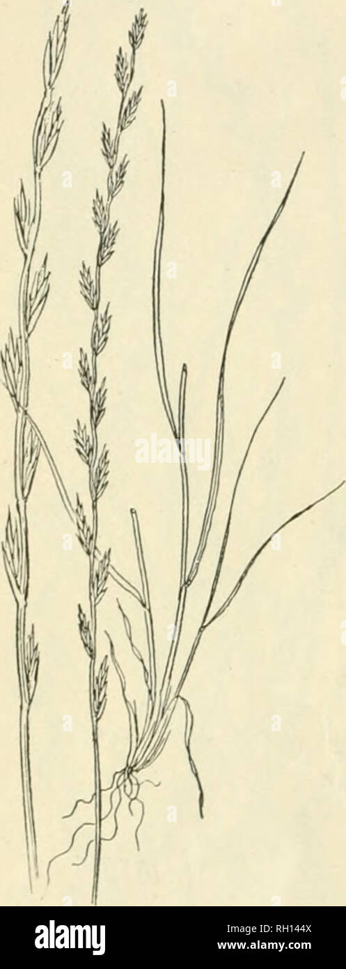 . Bulletin. Gramineae -- United States; Forage plants -- United States. 46 once (listingnished from any of the forms of perennial Rye-grass by its awned or bearded spikelets. Adulterations of the seed of Italian Rye-grass are rare, owing to its relative cheapness. The average purity of commercial seed is 95 per cent, while the gcrminative power is 70 per cent. The germiuative iiower dimin- ishes rapidly with the age of the seed. One pound of seed contains on an average 285,000 grains, and the weight per bushel varies, according to the quality, from 16 to 24 pounds. Three Ijushels of seed of av Stock Photo