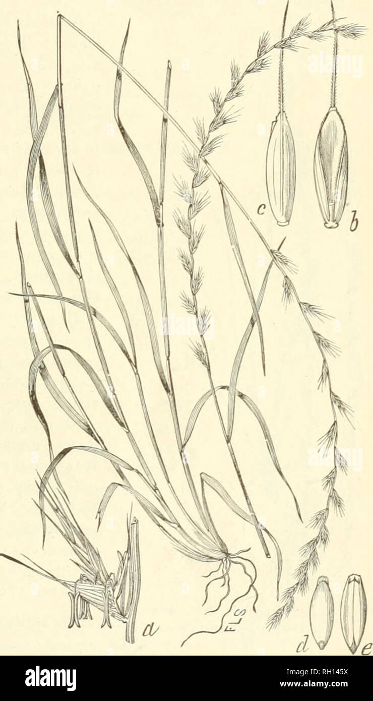 . Bulletin. Gramineae -- United States; Forage plants -- United States. 45 for planting on the banks of rivers or dams to protect them from injury hy heavy rains or floods. The tmdcrground steins and roots quickly form a perfect mat in tlie soil, and when once establislied they make a very firm turf. The grass may be propagated by seeds or pieces of the root. No. 130. Koeleria cristata (Linn.) Pers. Prairie June-grass. This is a common grass upon the open meadows and phiins of the Central and West- ern States, and extends beyond the Rocky Mountains to the Pacific Coast. It is one of the &quot; Stock Photo
