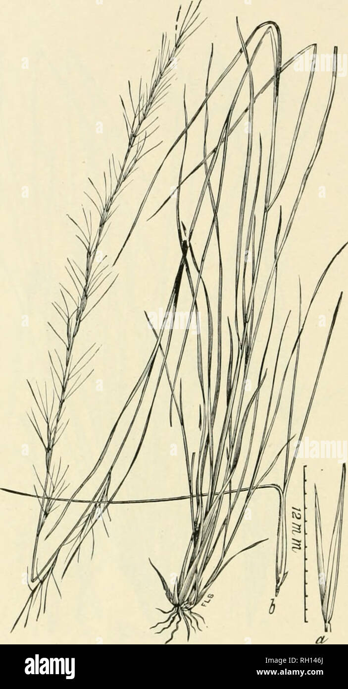 . Bulletin. Gramineae -- United States; Forage plants -- United States. 104. Fig. 86. Aristida palustris (Chapm.) Vasey (A. virf/ata jxt^us- triH Cliapiii.). Swamp rovKUTY-GKASS.—An upright, rigid peren- nial 6 to 15 dm. higii, witli long, narrow leaves, and slender, interrupted, spicate ]&gt;aiiic']('s 30 to TOcui. long.—Moist ])laces near tlie coast in the pine barrens, .Soutli Carolina to Texas. [Cuba.] August-October.. Please note that these images are extracted from scanned page images that may have been digitally enhanced for readability - coloration and appearance of these illustrations Stock Photo