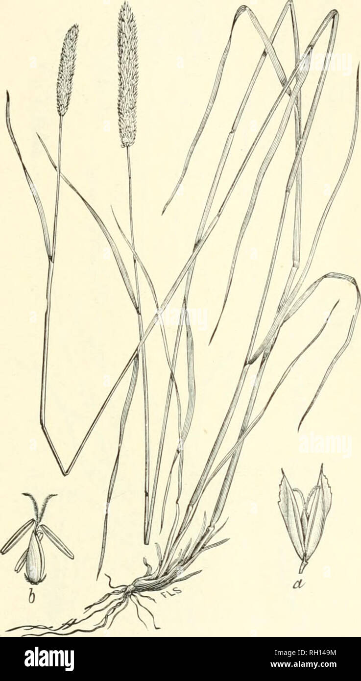 . Bulletin. Gramineae -- United States; Forage plants -- United States. 99. Fig. 81. Phalaris angusta &gt;.'ees (/'. intermidia angunta Cbapm.). California Timothy.—A stout grass 6 to li dm. high, with nar- row, densely flowerod, spike-like panicles G to 12 cm. long.—In wet places, South Carolina and Louisiana to southern California. [South America.] May. Cultivated to a limited extent in the Southern States.. Please note that these images are extracted from scanned page images that may have been digitally enhanced for readability - coloration and appearance of these illustrations may not perf Stock Photo