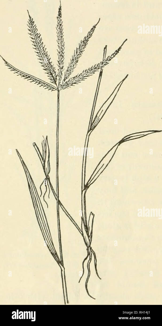 . Bulletin. Gramineae -- United States; Forage plants -- United States. 32 No. 82. Dactyloctenium aegyptium (Linn.) Willd. Crowfoot-grass. (Fig. 35.) This grass, which is a weed thronghout all the warmer countries of the world, has become quite common in some of the Southern States. It closely resembles the more common Goose-grass or Duck's-grass {Elensine indica), from which it dif- fers chiefly in having the terminal spikes shorter and each tipped with a sharp prolongation of the axis. It is usually found in cultivated fields, and often in such abundance as to displace the less vigorous nati Stock Photo
