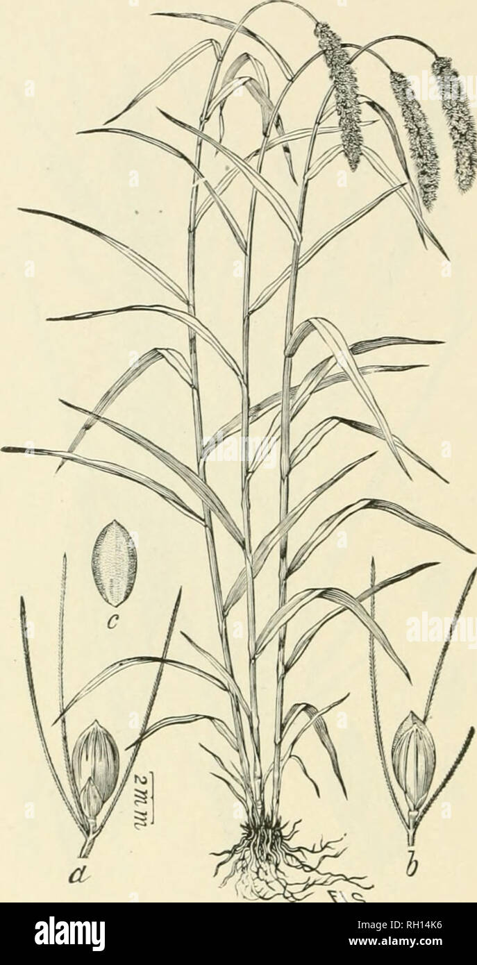 . Bulletin. Gramineae -- United States; Forage plants -- United States. 86. '^vs. Fig. 68. Chaetochloa italica (L.) Scribn, (Setaria italica Beauv.). Italian Millet or Hungakian-grass.—A stout and rajtidly growing leafy animal 10 to 24 dm. liigh, with large com- pound, nodding, bristly, and nearly cylindrical i)anicle8 20 to 40 cm. long—In cultivated and waste land, e-scaped from cultivation or adventive here and there throughout the country. [Europe, Asia.] July, August.. Please note that these images are extracted from scanned page images that may have been digitally enhanced for readability Stock Photo