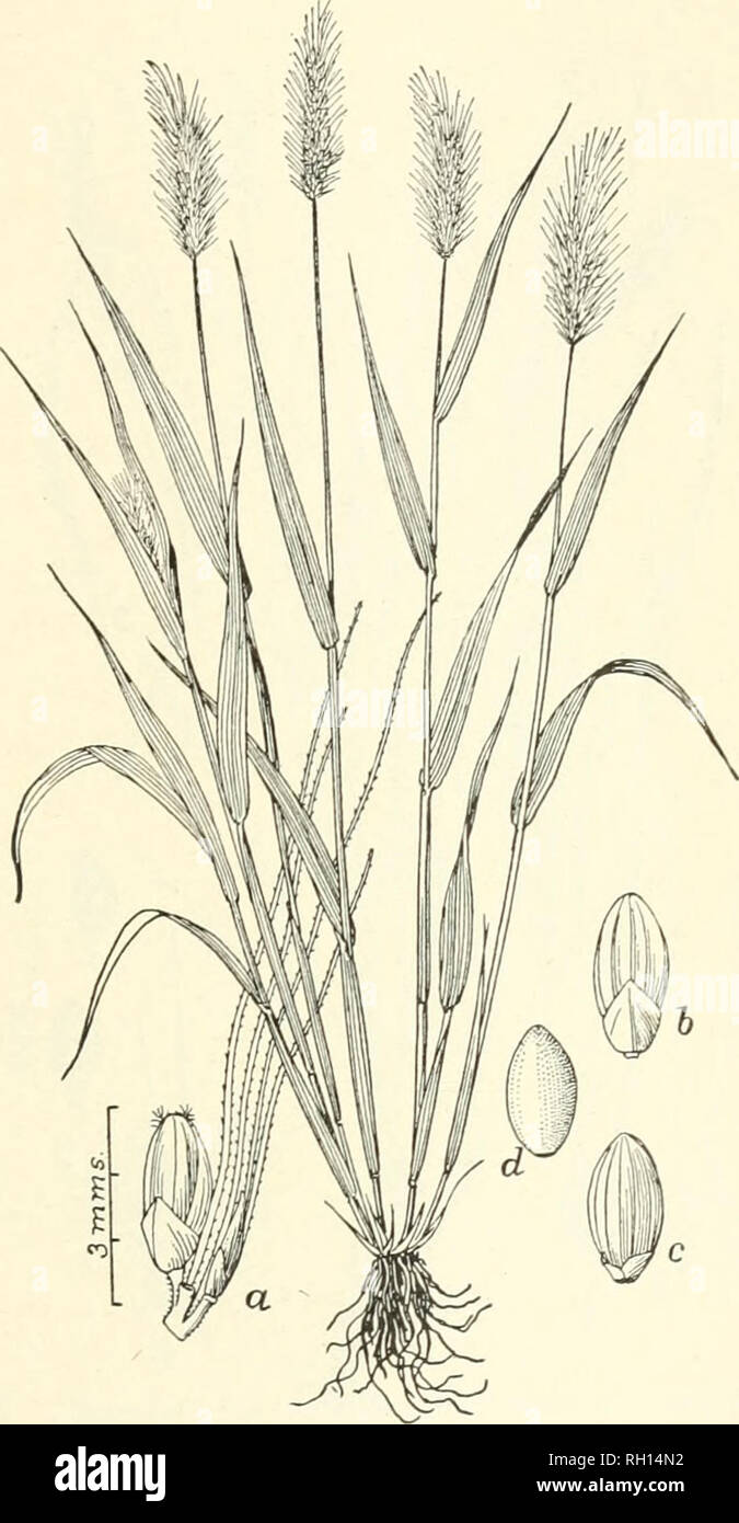 . Bulletin. Gramineae -- United States; Forage plants -- United States. 83. Fig. 65. Cheetochloa viridis (L.) Scribn. {Panicum riride L., Setaria viridis Beauv.). Greex Foxtail.—A branching, leafy annual 3 to 6 dm. liigb, with bristly, densely many-flowered, spike-like panicles 5 to 10 cm. long. Bristk-s usually green and spikelets smaller than in Yellow Foxtail (Cheetochloa glaucaJ.—A weed in cultivated and waste grounds; naturalized from Europe. June-October.. Please note that these images are extracted from scanned page images that may have been digitally enhanced for readability - colorati Stock Photo