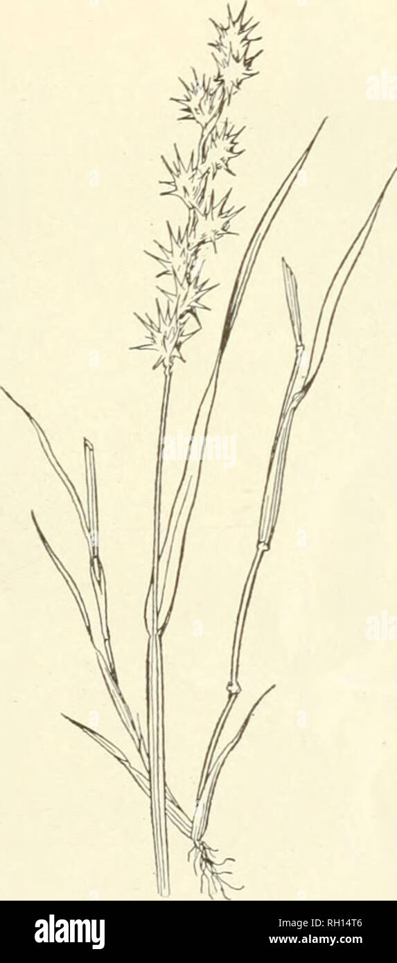 . Bulletin. Gramineae -- United States; Forage plants -- United States. FlG. 26. — Toothache -grass {Oainpulotus aromaticus). Fig. 27.—Sand-bnr {Cenchrus tribu- loides) . Fig. 28.—Yellow Foxtail (Chaeto- chloa glauca). ingas a weed in cultivated grounds. It is especially common in the Southern States, where it continues to bloom throughout the season, from June to Octo- ber. It is distinguished from Setaria vb'idis by its somewhat larger spikelets and more widely spreading yellowish bristles. No. 70. Chaetochloa italica (Linn.) Scribn. Millet; Hungarian-grass. (Fig. 30.) This grass, in some of Stock Photo