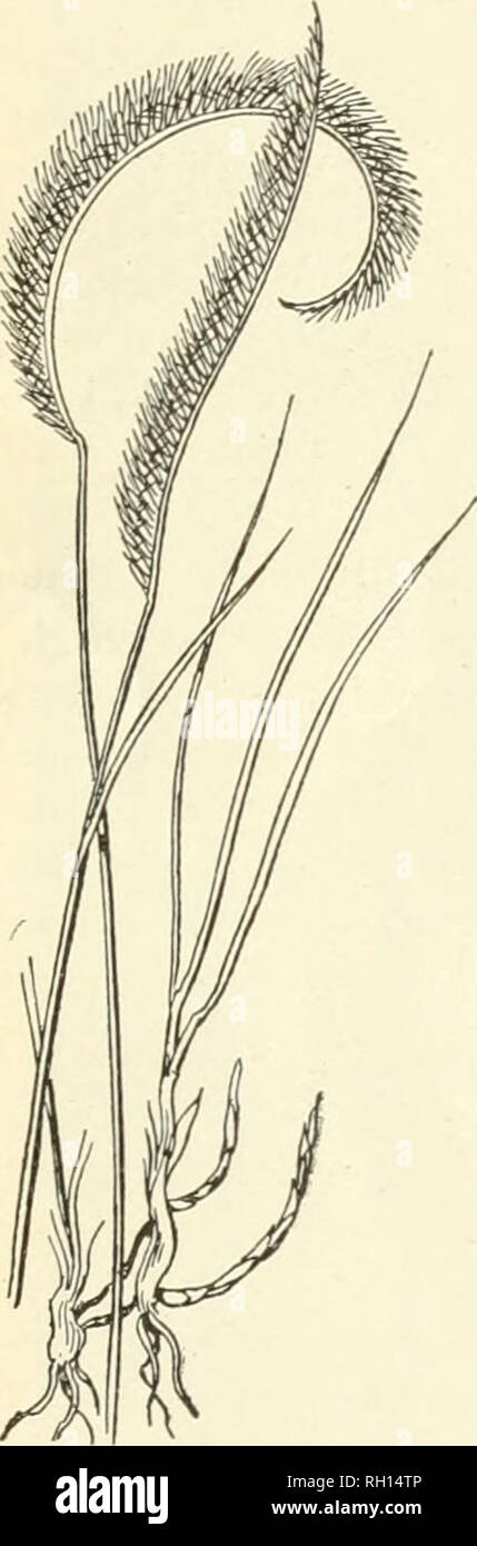 . Bulletin. Gramineae -- United States; Forage plants -- United States. 27 No. 68. Cenchrus tribuloides Linn. Sand-bnr. (Fig. 27.) A widely distributed grass growing in sandy soils along river hanks, the seashore and more or less scattered throughout the interior of the country in sandy dis- tricts. It is one of the worst of annual weeds wherever it becomes abundant. The prostrate branching stems are 1 to 2 feet long; the spikes are composed of 10 to 15 strongly spiny burs, which readily become detached and adhere to passing objects. No pains should be spared in efforts to exterminate this gra Stock Photo